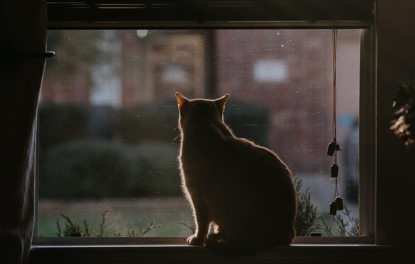 Cat Window Wallpapers - Top Free Cat Window Backgrounds - WallpaperAccess