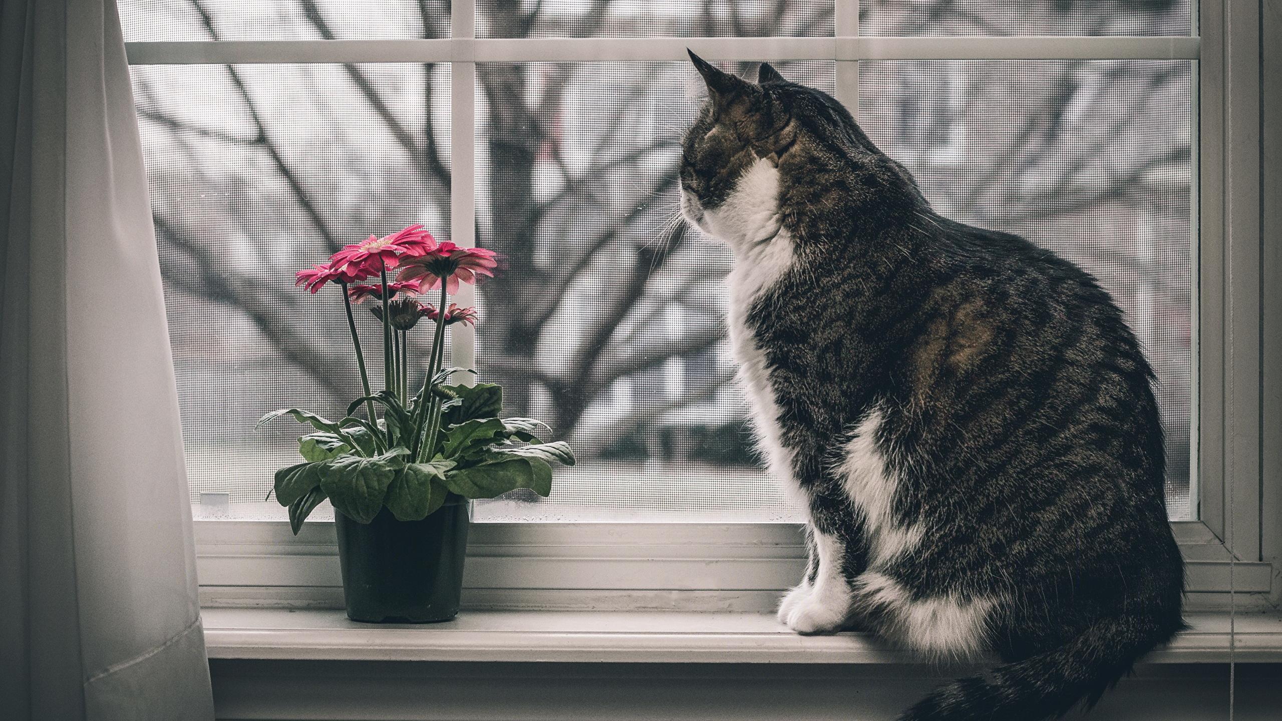 2560x1440 image cat Window Animals 2560x1440