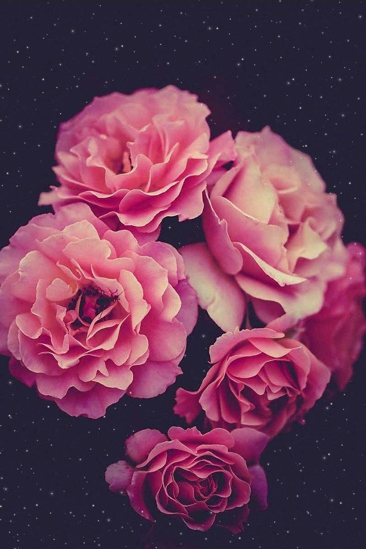 736x1104 Pink petals. Flower phone wallpaper, Flower wallpaper, Beautiful flowers wallpaper