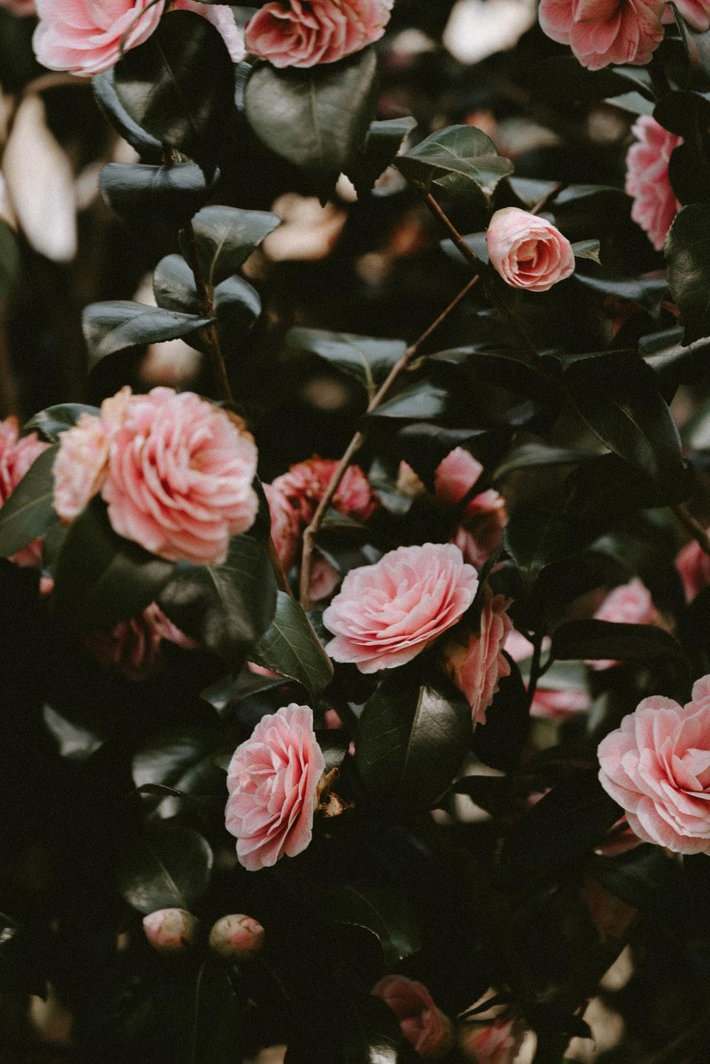 1000x1499 Rose Background Image: Download HD Background