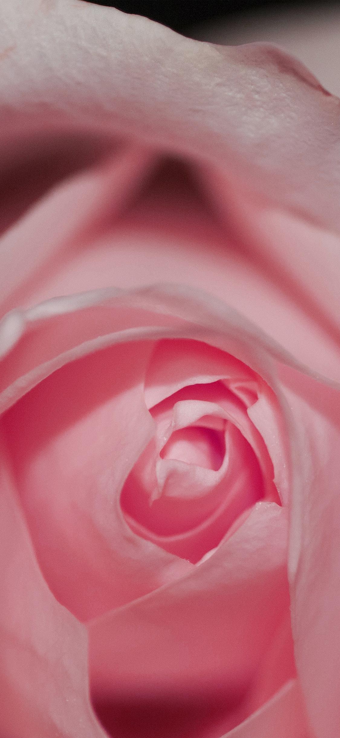 1125x2436 iPhone X wallpaper. flower pink rose love red