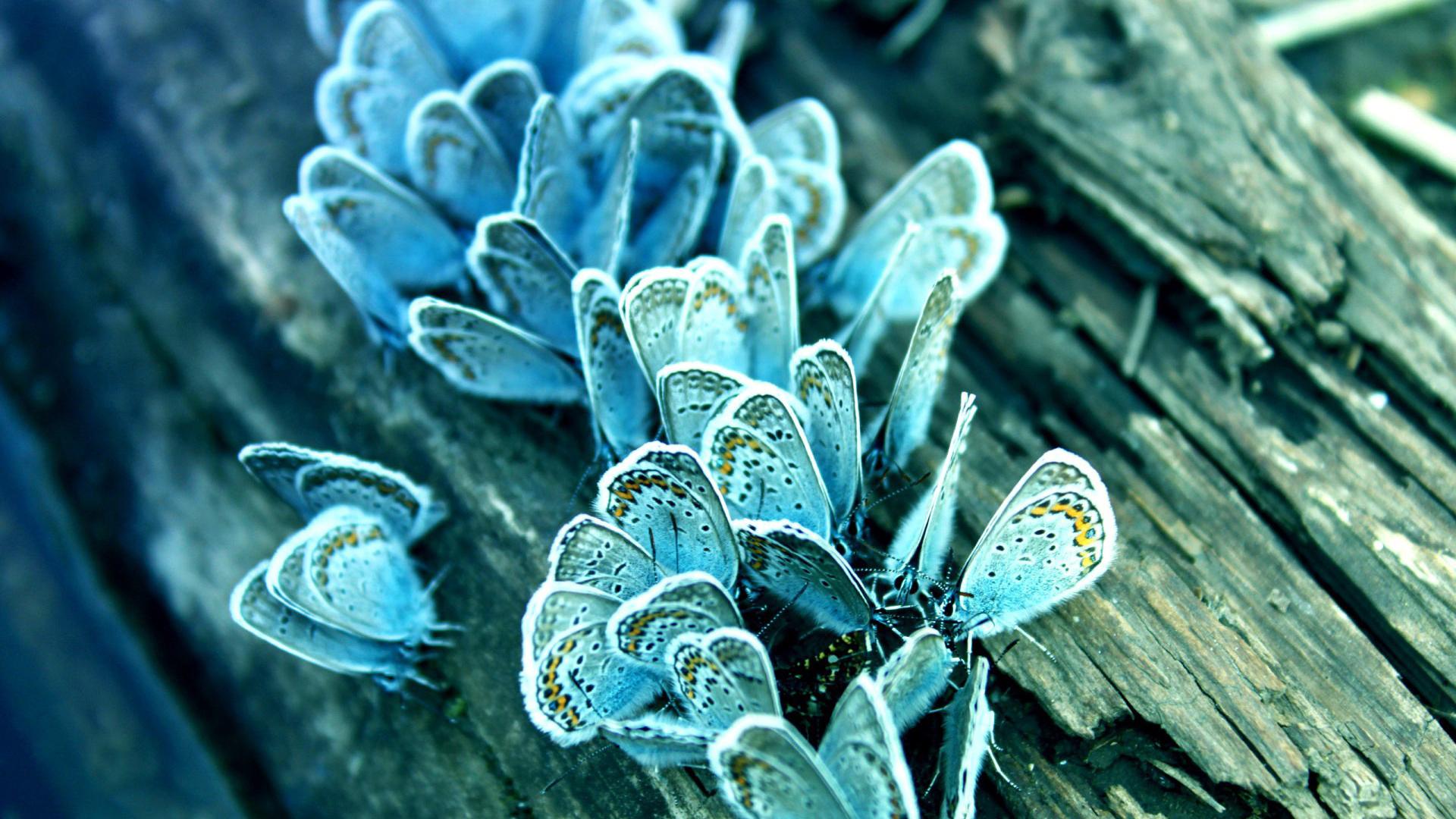 1920x1080 Blue Butterfly Wallpaper HD