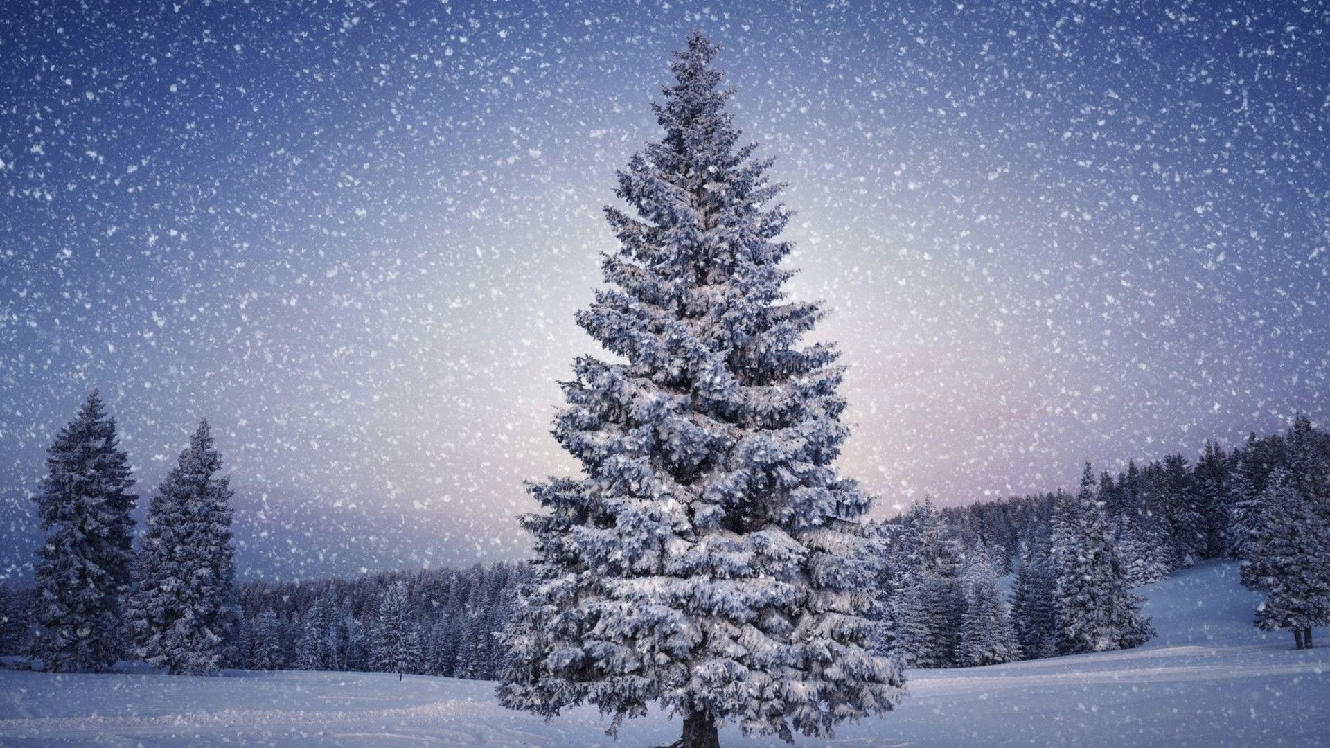 1920x1080 Nature Winter Wallpaper HD. HD Wallpaper. Christmas tree