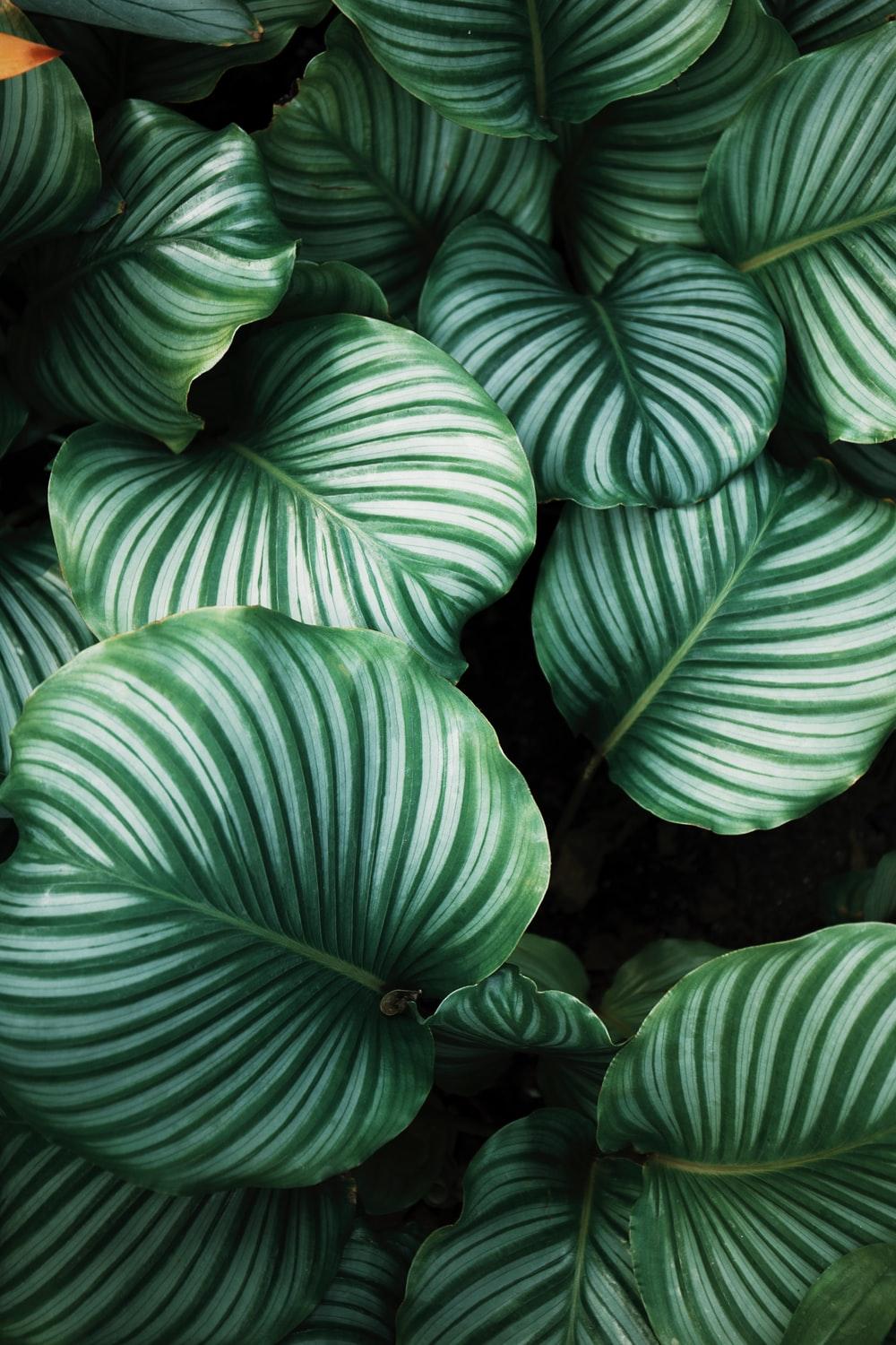 1000x1500 Jungle Plant Picture. Download Free Image