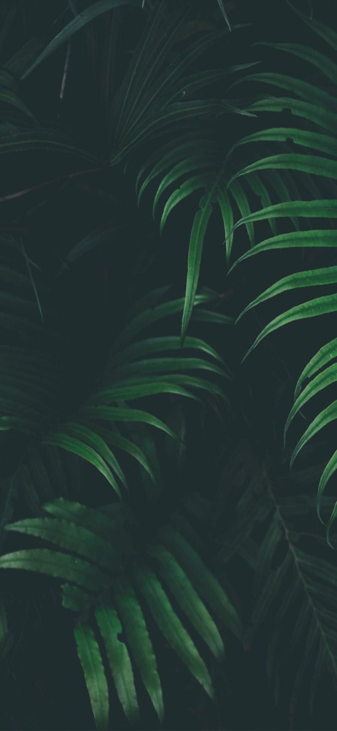 1125x2436 Jungle Plants Wallpaper Free HD Wallpaper