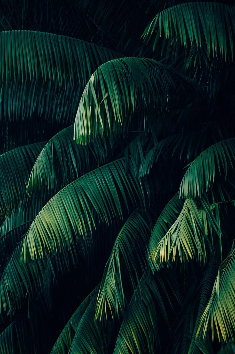 910x1367 Plant, Wallpaper, Green, Palm, Forest, Beautifull, Plants Wallpaper HD
