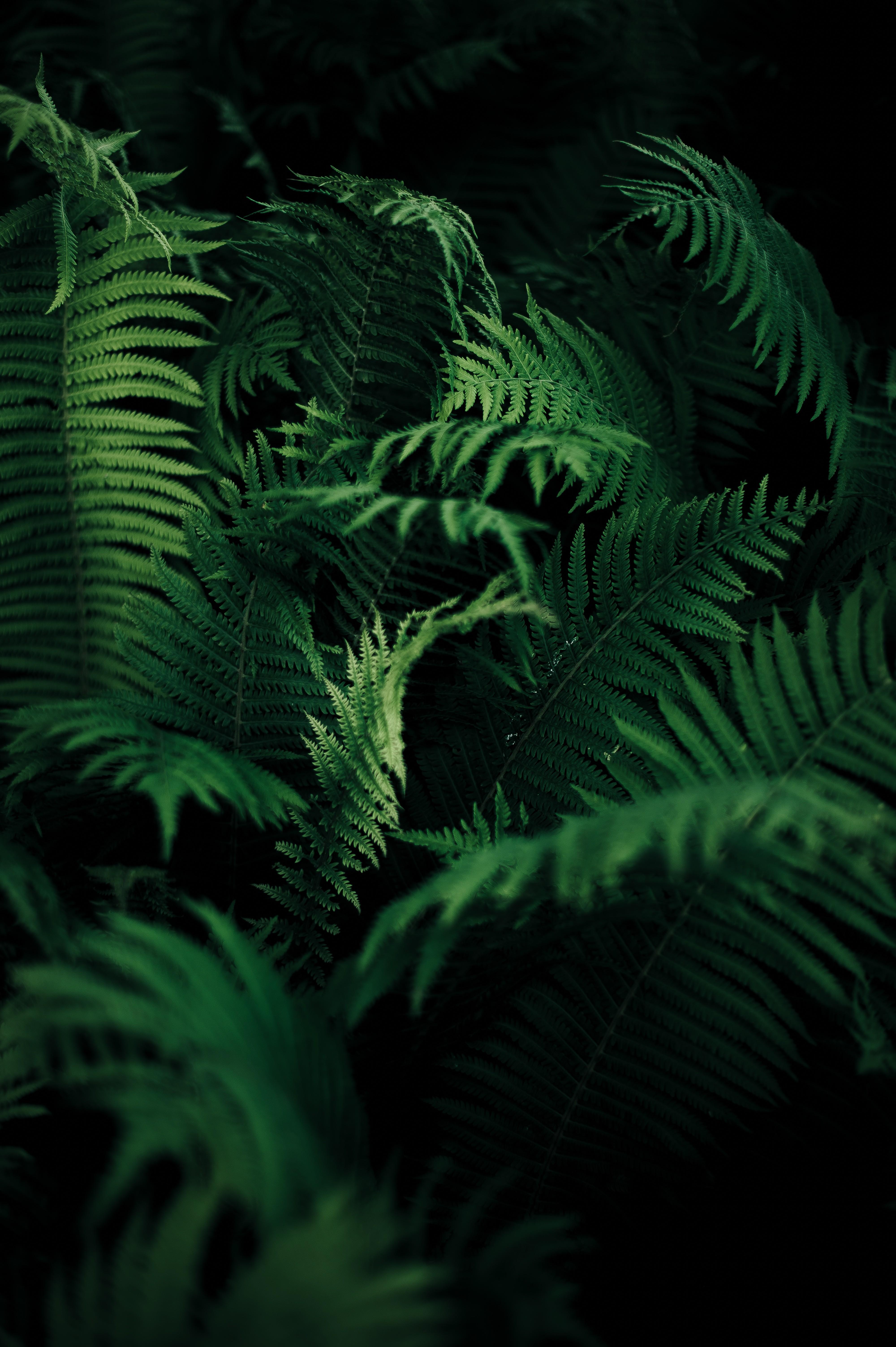 4000x6010 Green Plant Wallpaper And
