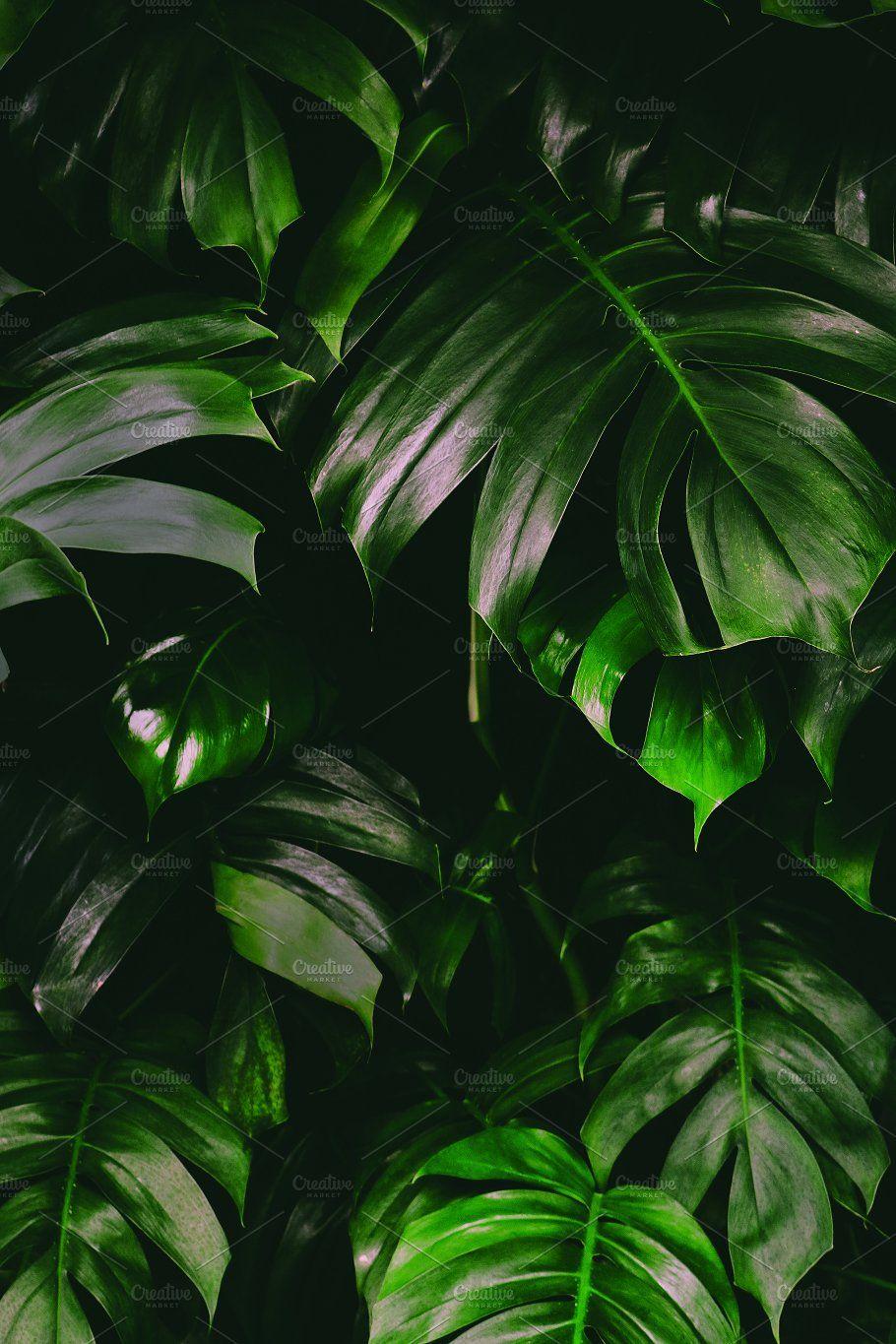 910x1365 Monstera Leaves Jungle Background. Leaf background, Jungle picture, Green background