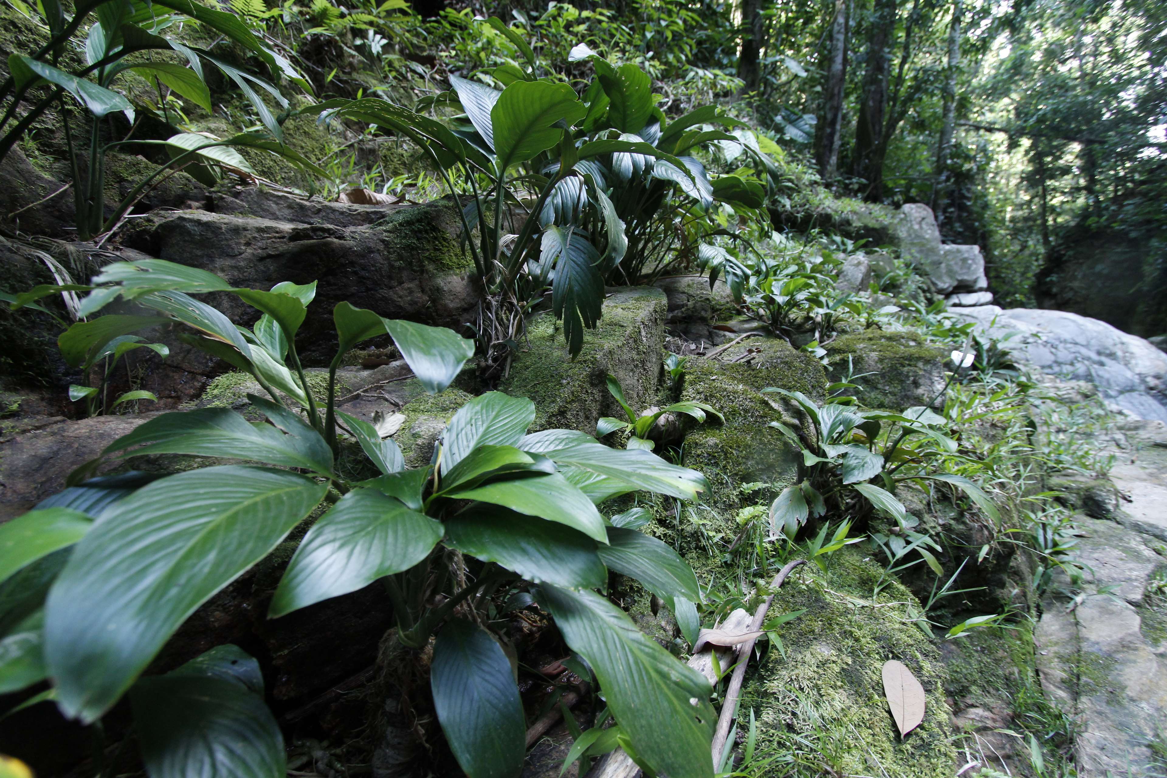 3840x2560 jungle HD wallpaper, background