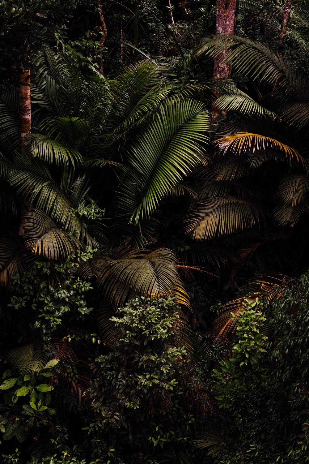 1000x1500 Jungle Leaves Picture. Download Free Image
