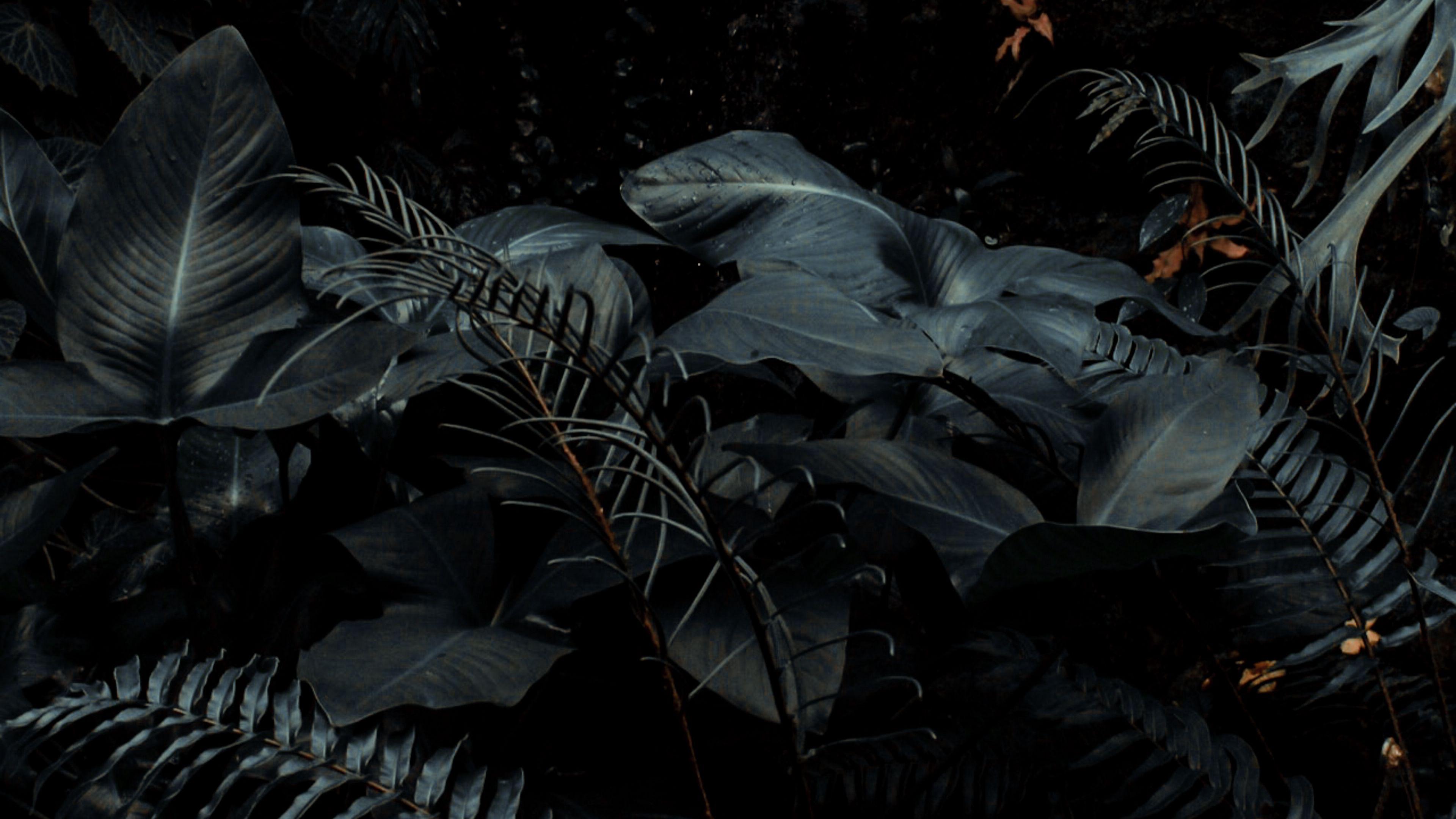 3840x2160 Download wallpaper 3840x2160 plants, tropical, fern, bushes, dark 4k uhd 16:9 HD background