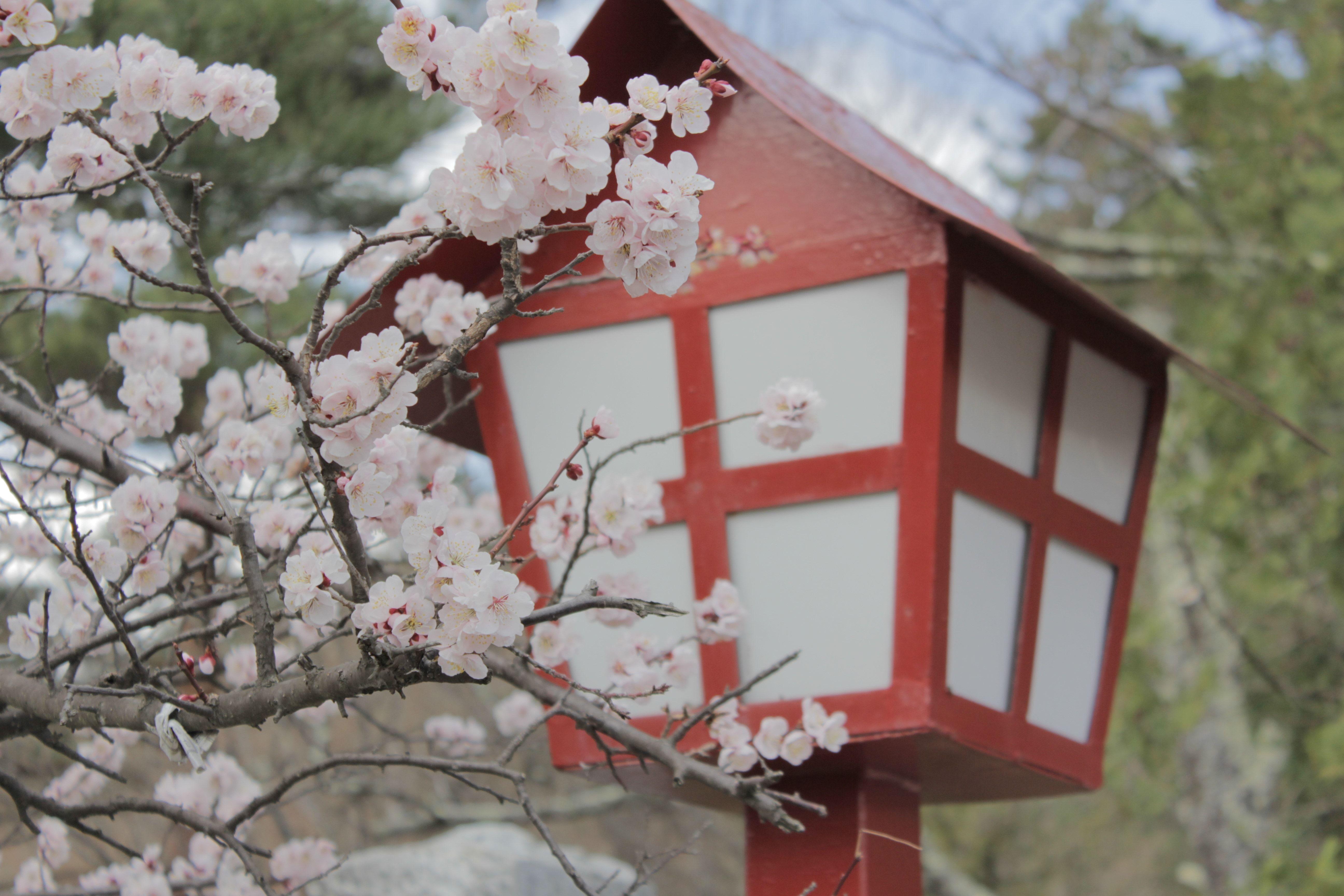 5184x3456 Japan, Cherry Blossoms, Sakura, Blossom, tree, red free image