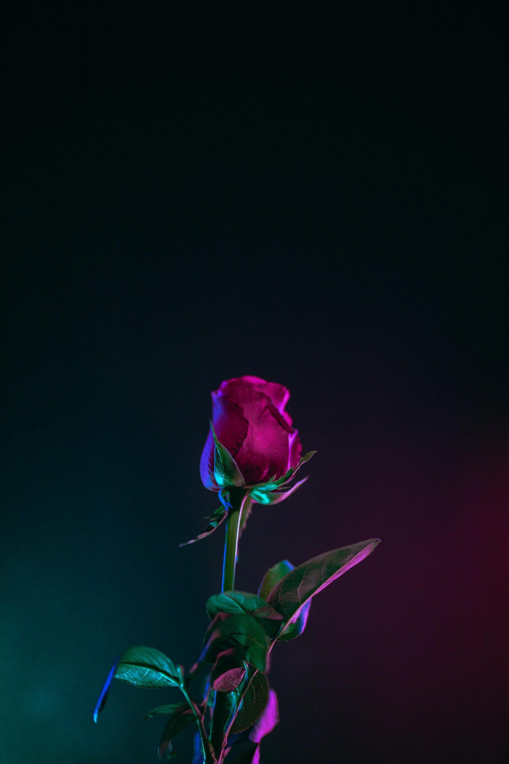 1707x2560 Free Trendy Neon Wallpaper For iPhone (HD Download!)