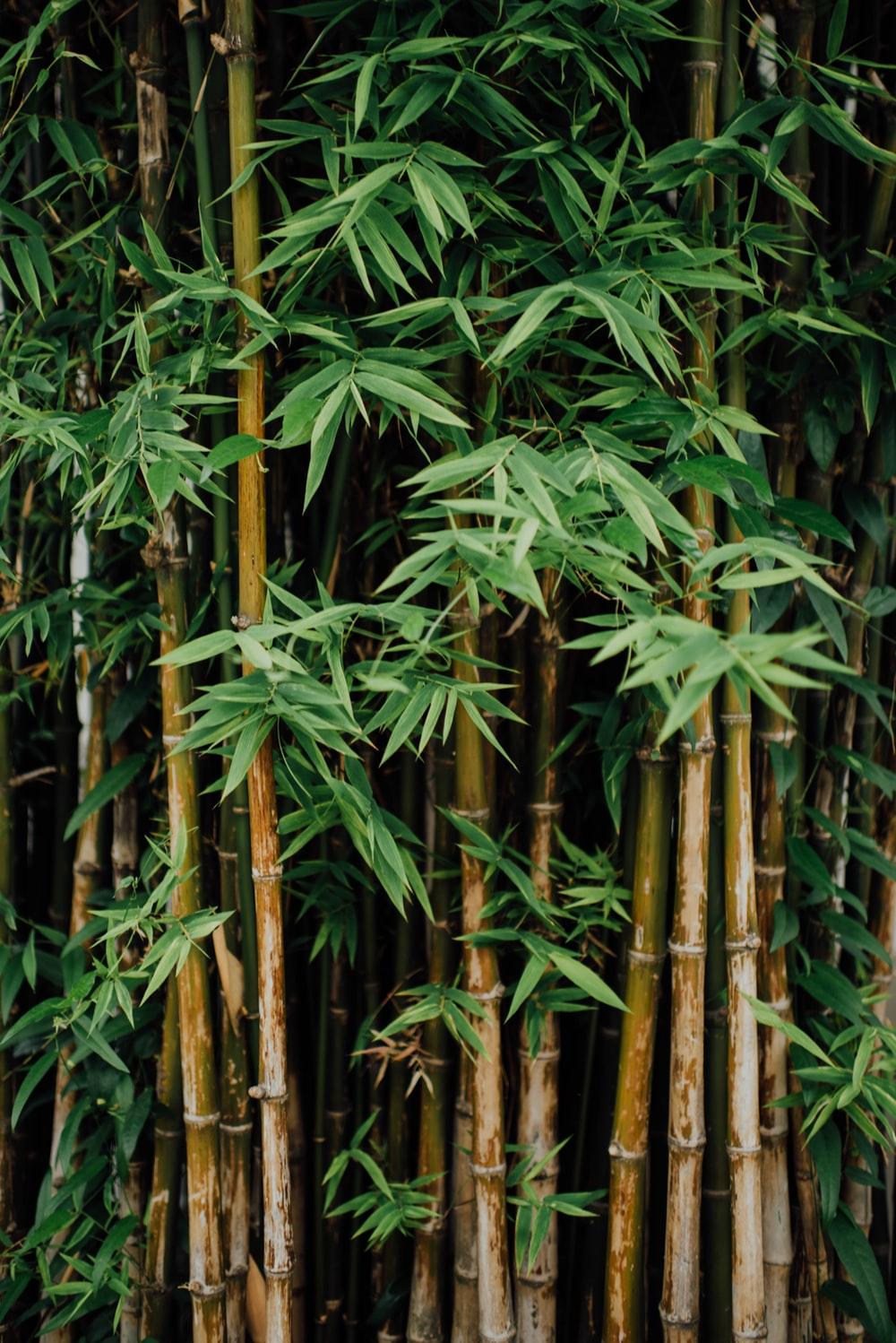 1000x1498 Bamboo Picture. Download Free Image