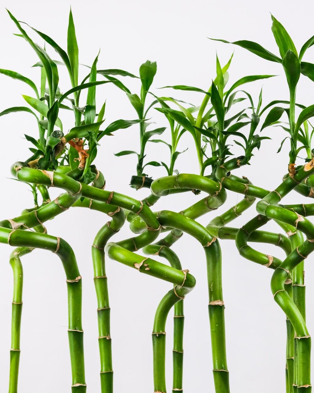 1000x1250 Lucky Bamboo Picture. Download Free Image