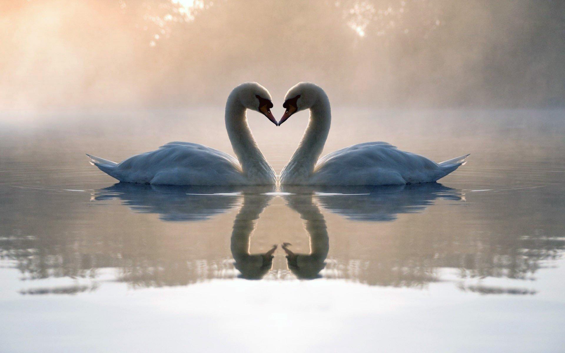 Beautiful Swan Lake Wallpapers - Top Free Beautiful Swan Lake ...