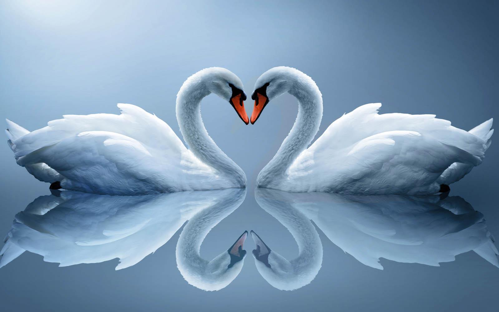 1600x1000 Swan Lake Wallpaper