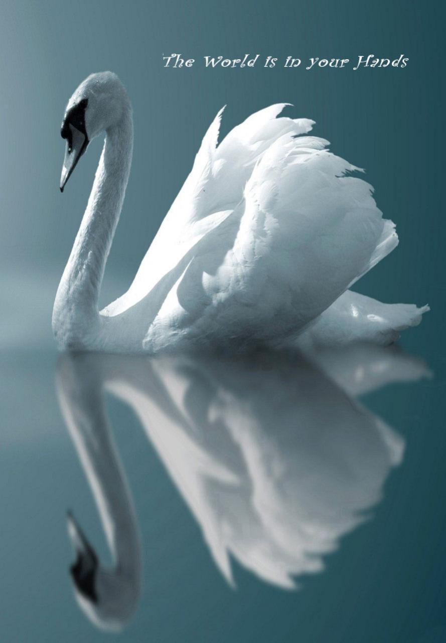 889x1279 Free download Beautiful Swan Galaxy S3 Wallpaper 889x1279 [889x1279] for your Desktop, Mobile & Tablet. Explore Swans Wallpaper. Vintage Swan Wallpaper, Swan Lake Wallpaper, Swan Wallpaper Free for Computer