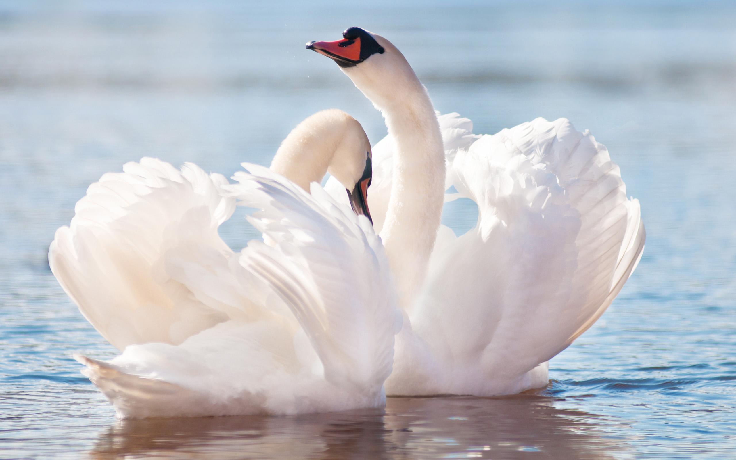 2560x1600 Beautiful Swan Wallpaper 28063 2560x1600px