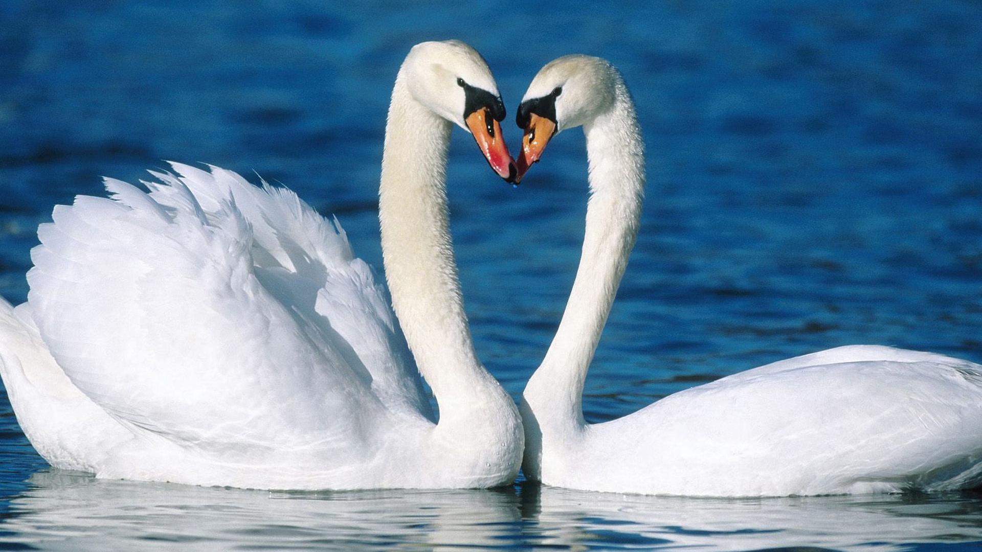 1920x1080 1920x1080 beautiful, swans, love, couple, birds, fidelity, swan