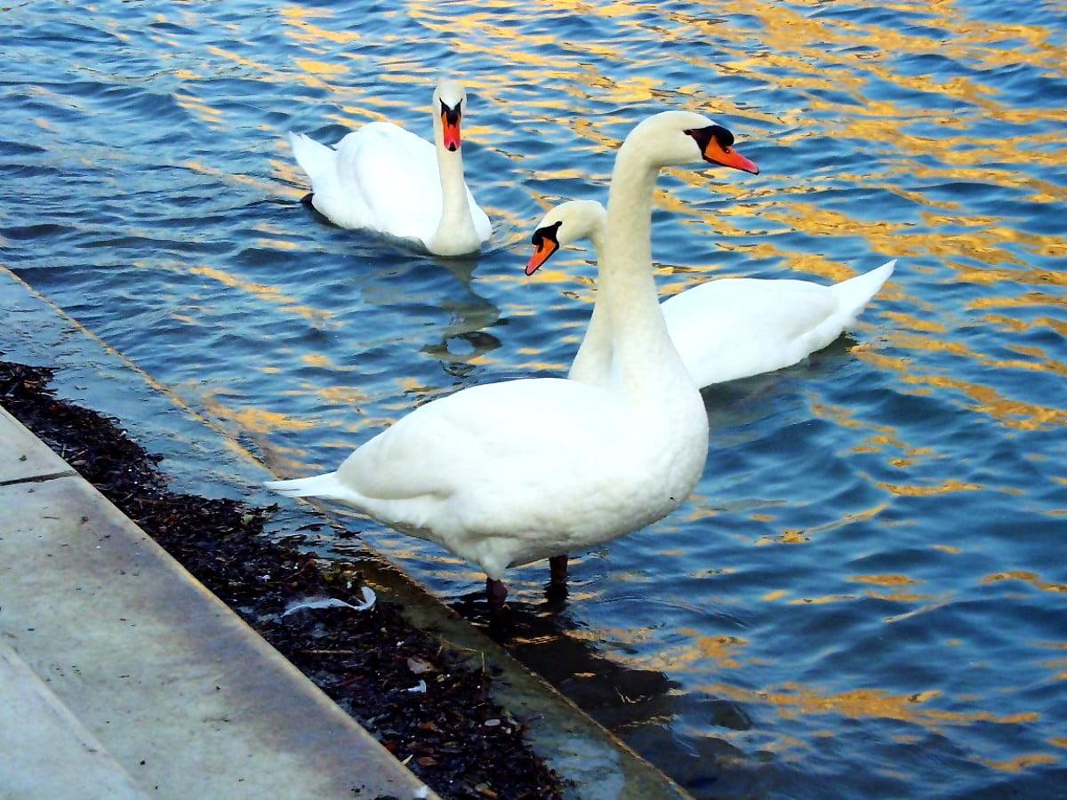 1200x900 Background image Swan, Bird, Animals. FREE Download image