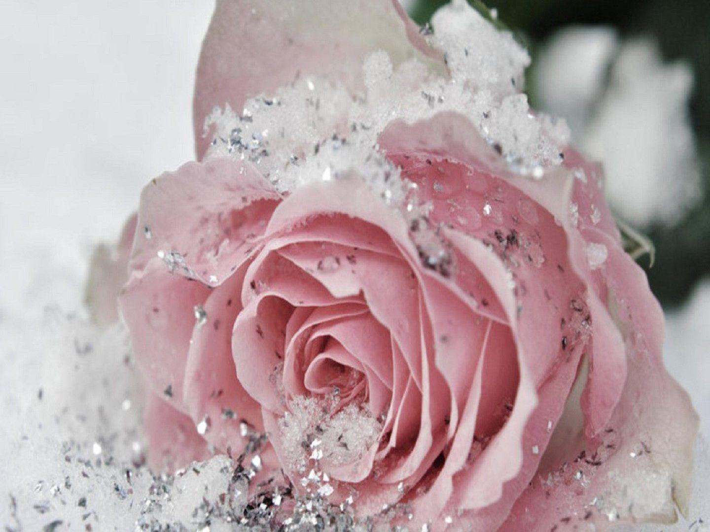 1440x1080 Rose In The Snow Wallpaper