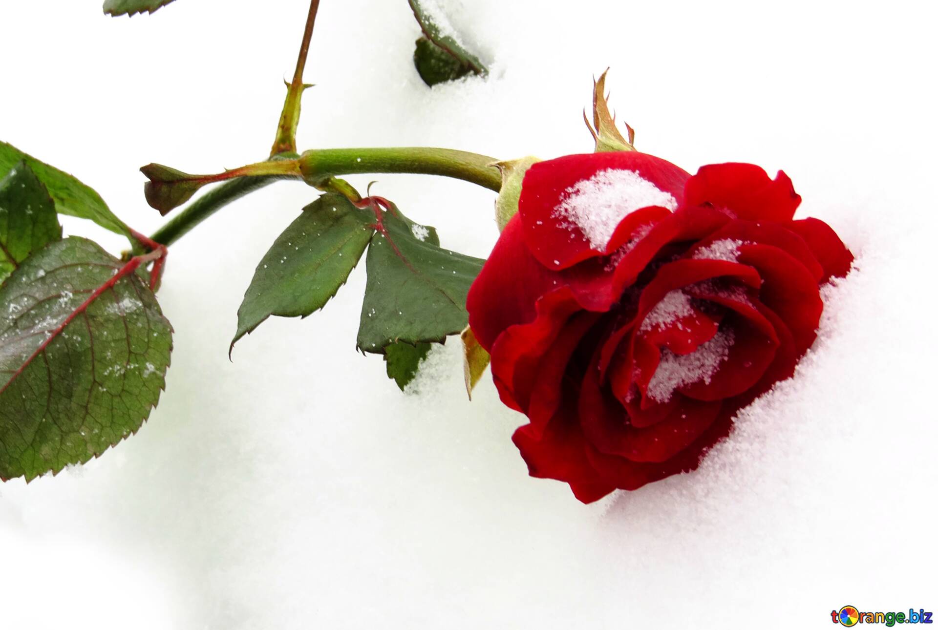 Snowy Rose Wallpapers - Top Free Snowy Rose Backgrounds - WallpaperAccess