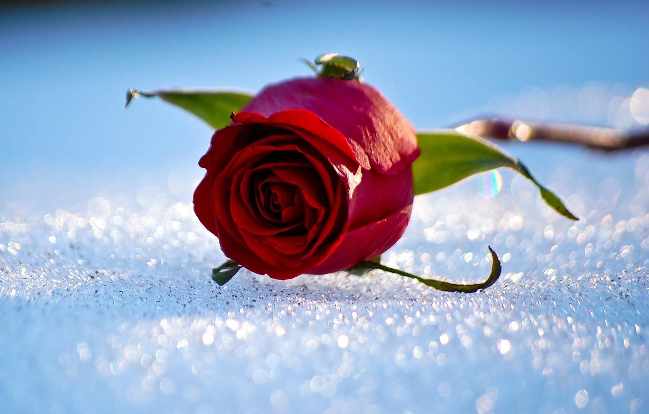1332x850 Wallpaper winter, snow, rose image for desktop, section цветы