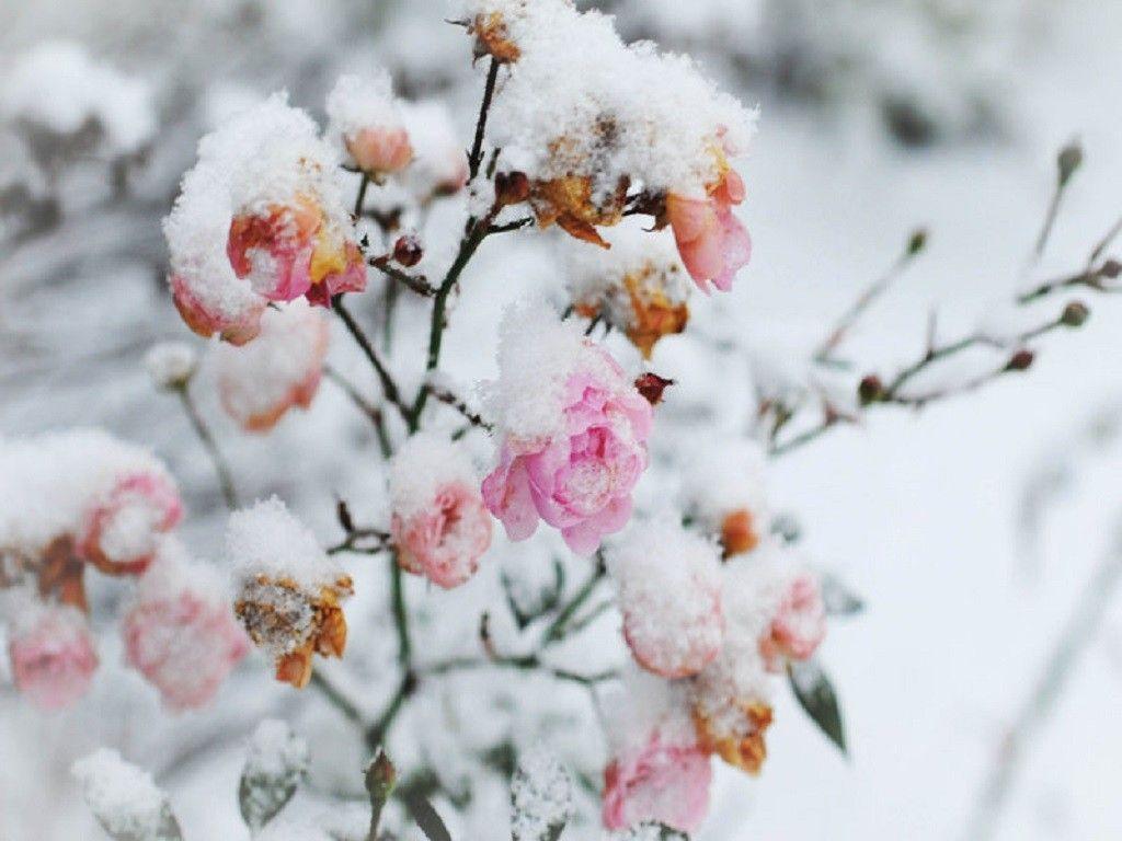 1024x768 Snowy Flowers Wallpaper, HD Snowy Flowers Background