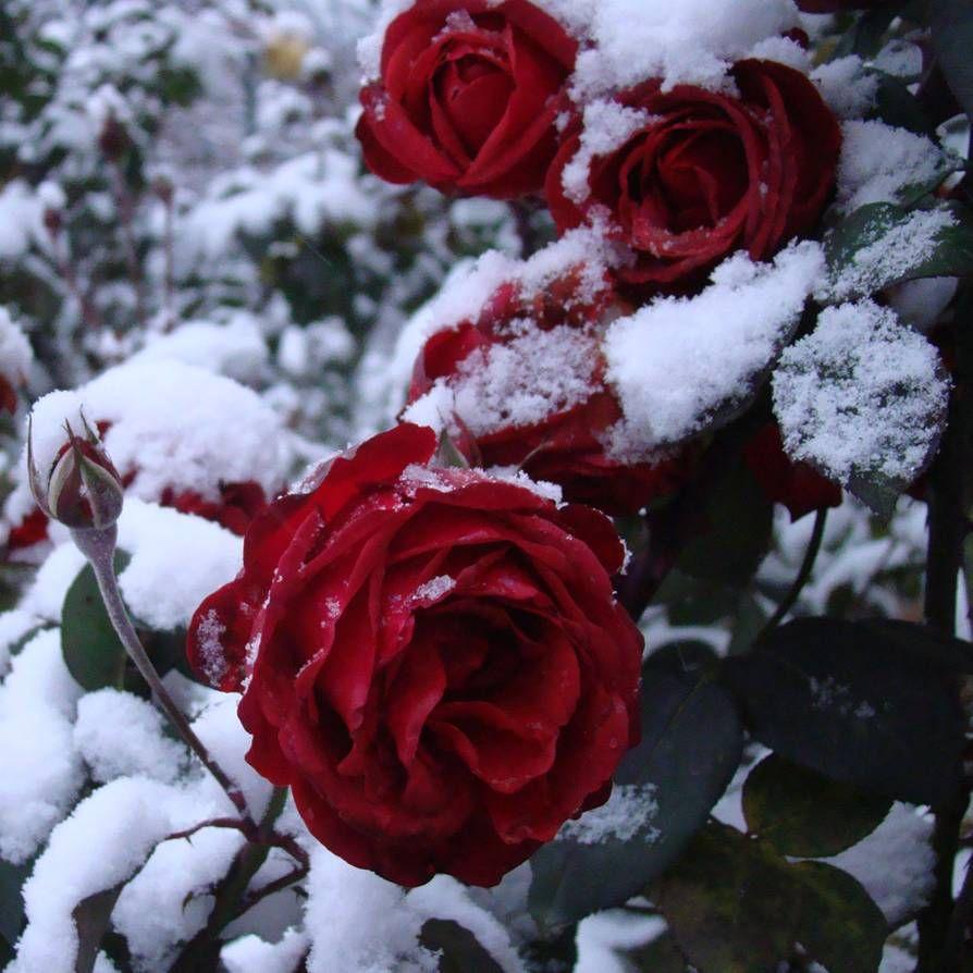 Snowy Rose Wallpapers - Top Free Snowy Rose Backgrounds - WallpaperAccess