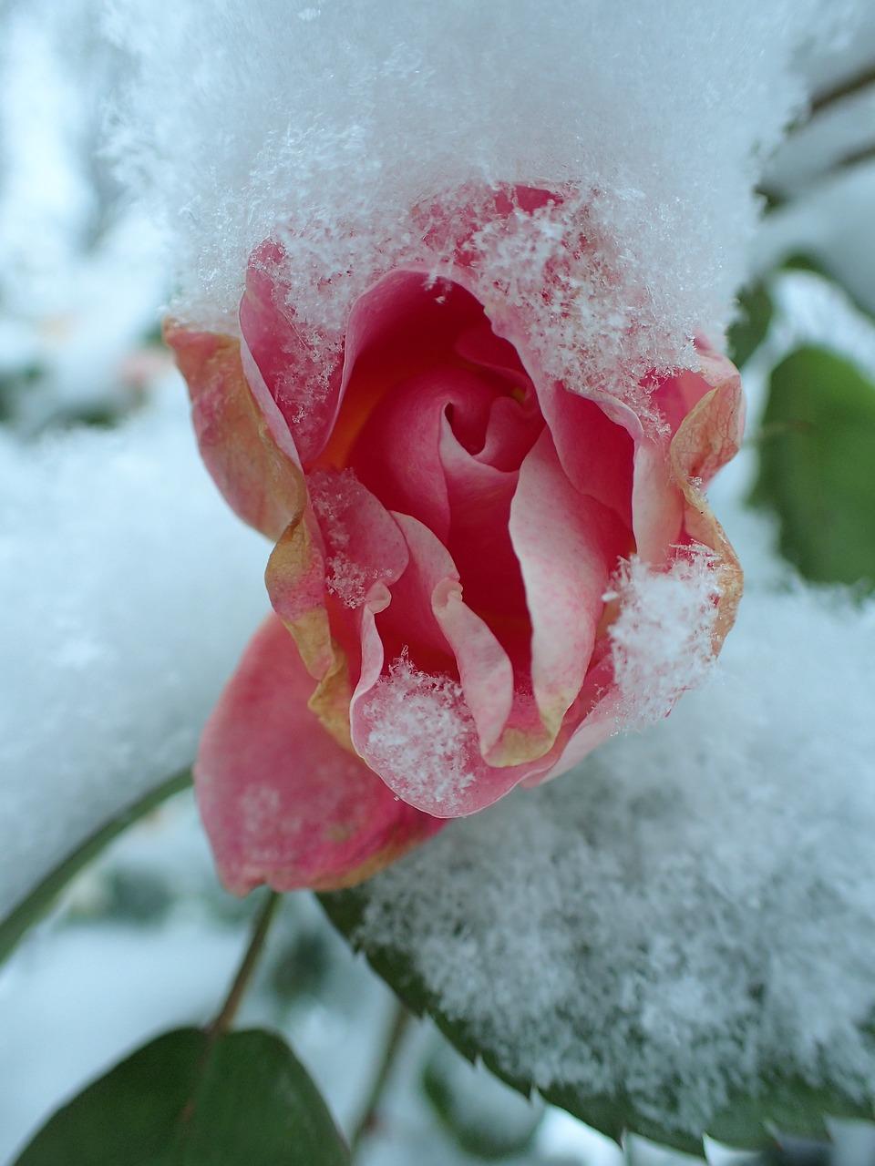 Snowy Rose Wallpapers - Top Free Snowy Rose Backgrounds - WallpaperAccess