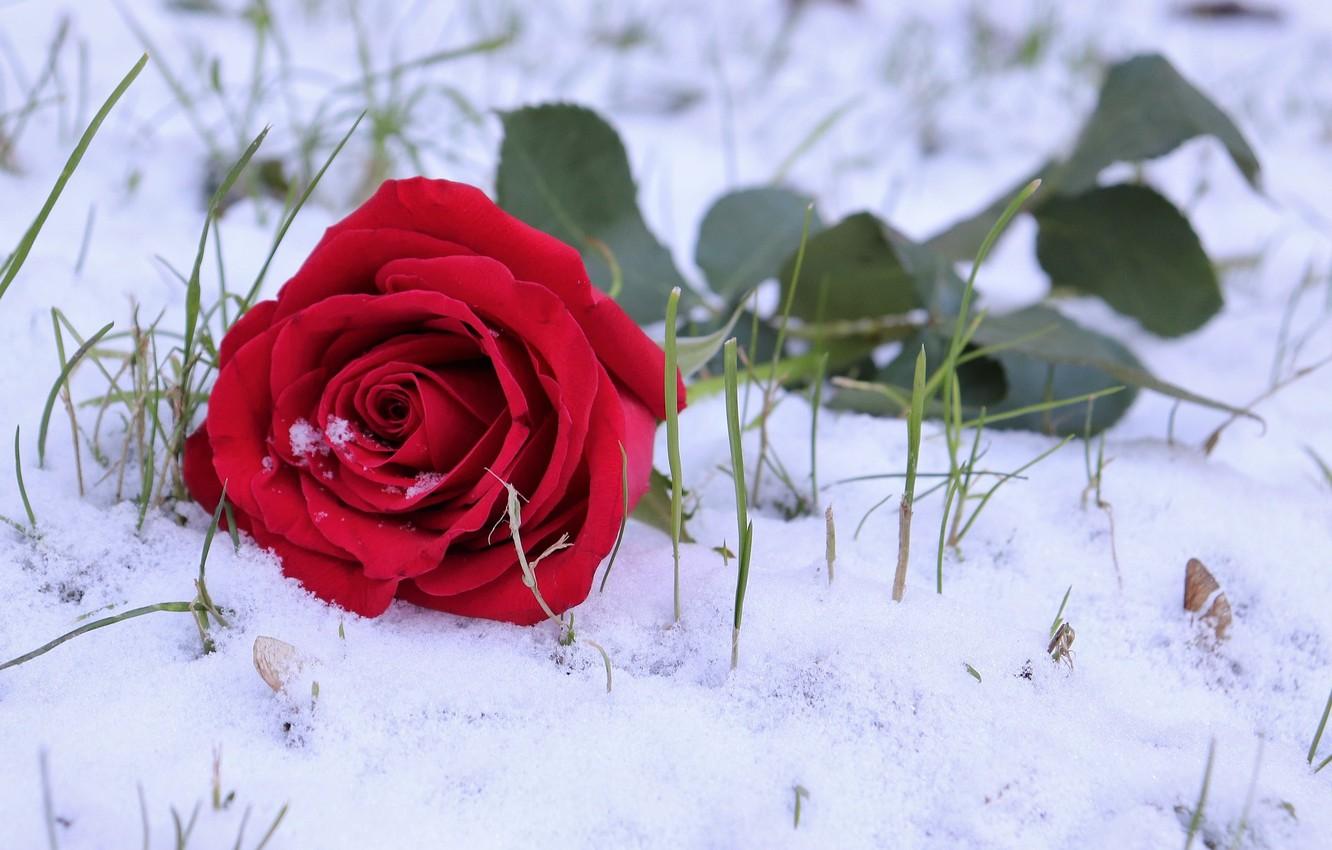 Snowy Rose Wallpapers - Top Free Snowy Rose Backgrounds - WallpaperAccess