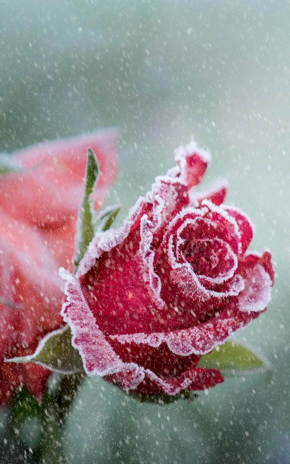 Snowy Rose Wallpapers - Top Free Snowy Rose Backgrounds - WallpaperAccess