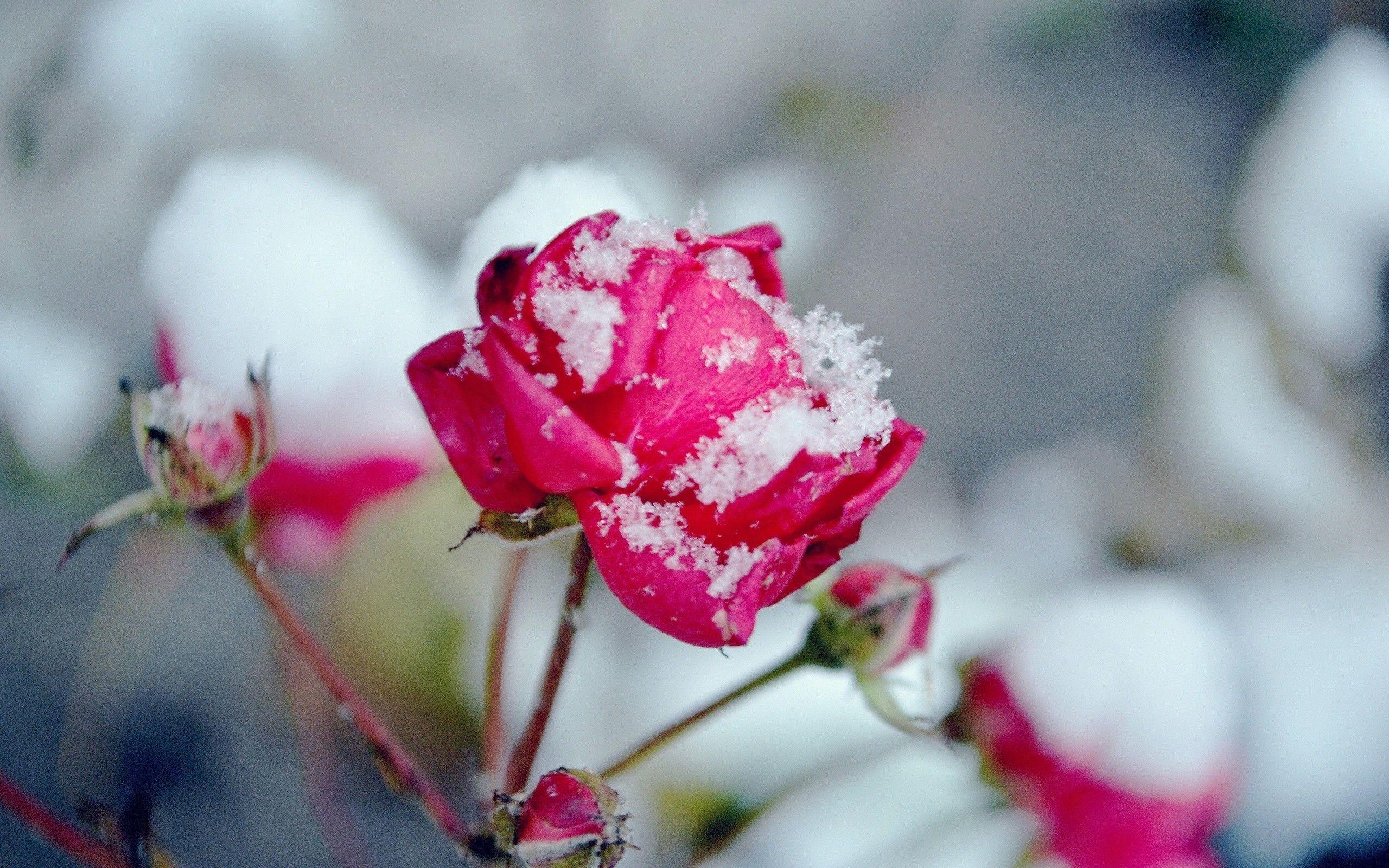 2560x1600 Snowy Flower Wallpaper