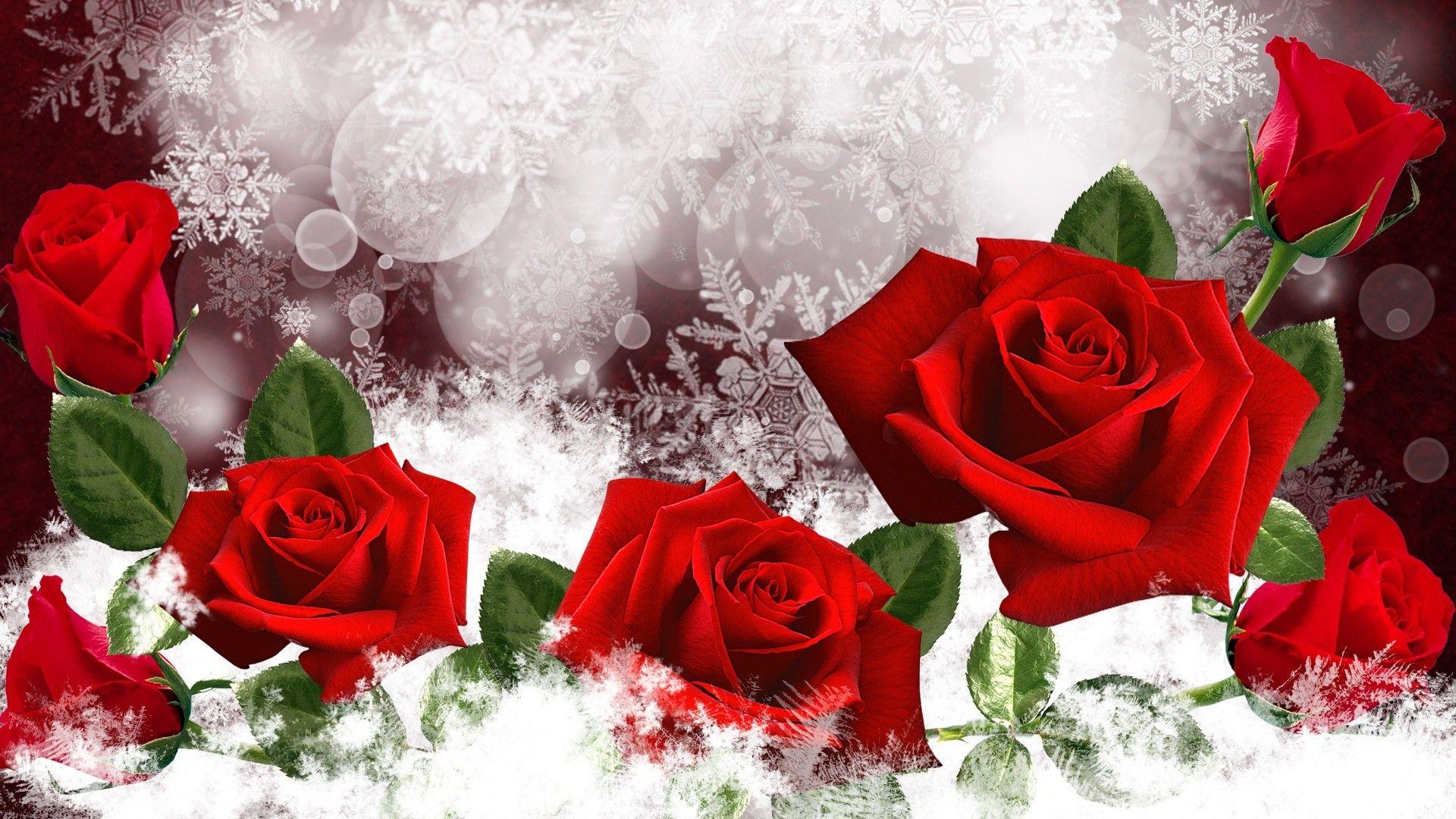 1920x1080 Winter Flowers Rose Wallpaper