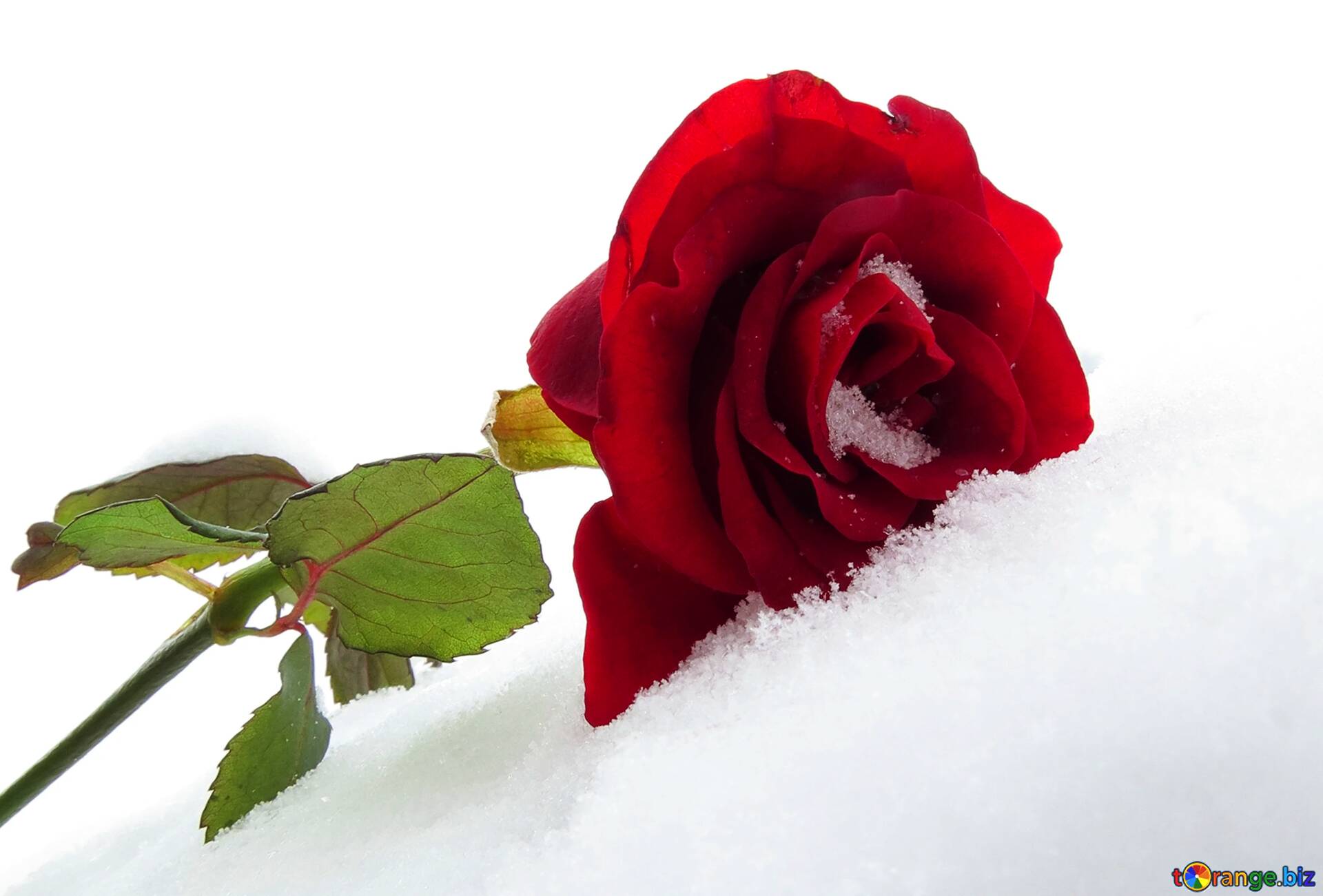 Snowing rose. Картины красная роза зимой. Роза в снегу картинки на белом фоне. Зима и розы картинки детские. Картинка с зимними розами сбоку а4.