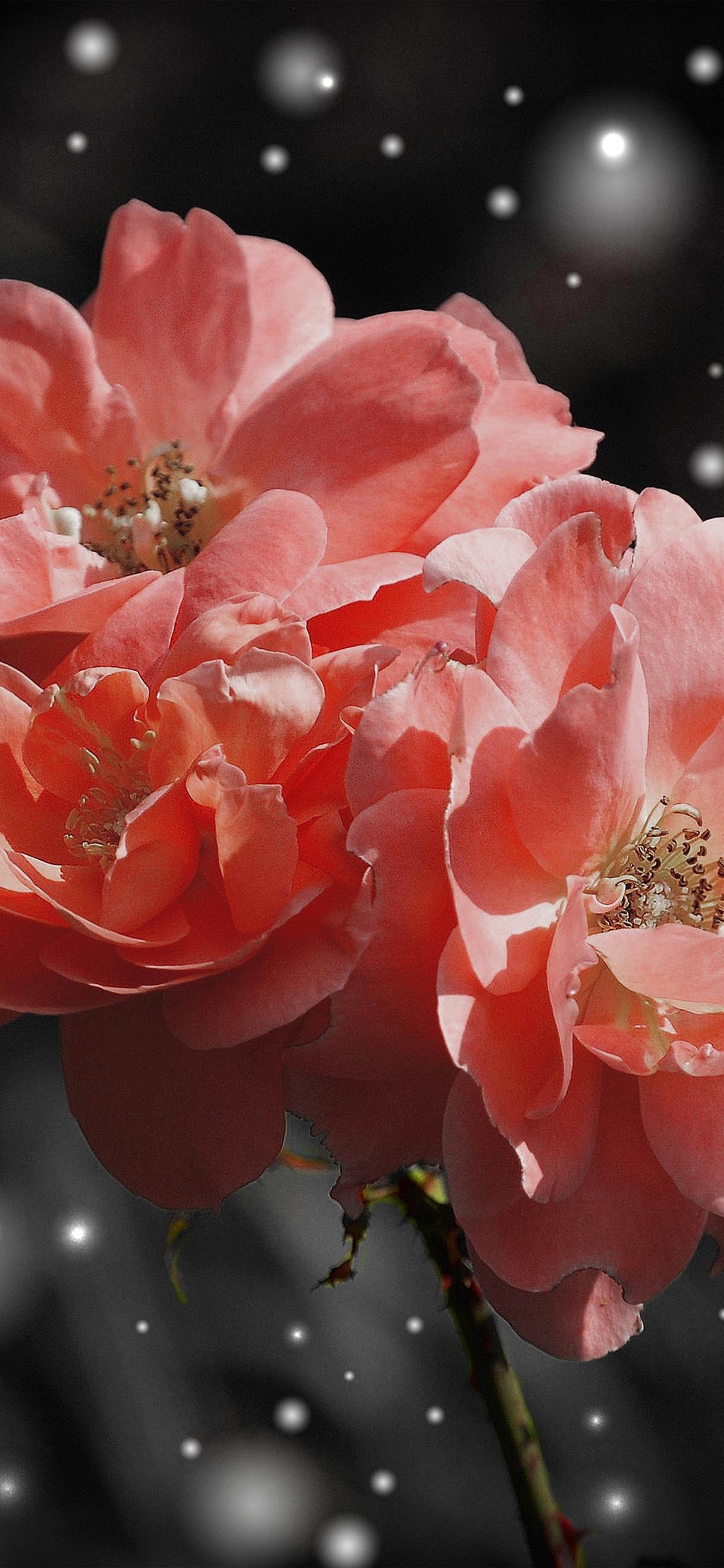 1125x2436 iPhone X wallpaper. flower pink snow nature art