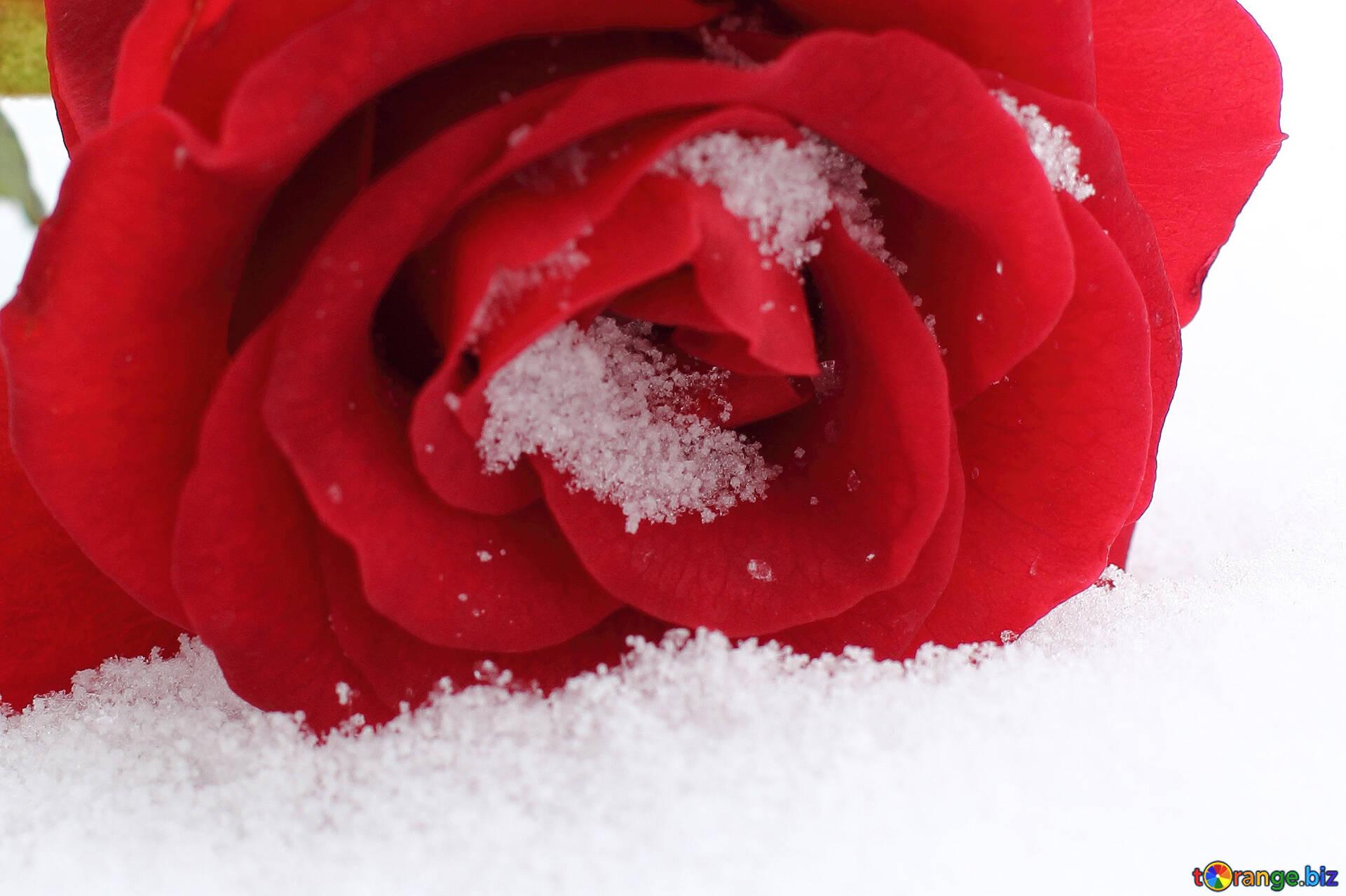 Snowing rose. Розы на снегу. Красная роза на снегу. Розы на снегу картинки. Красные розы на снегу красивые.