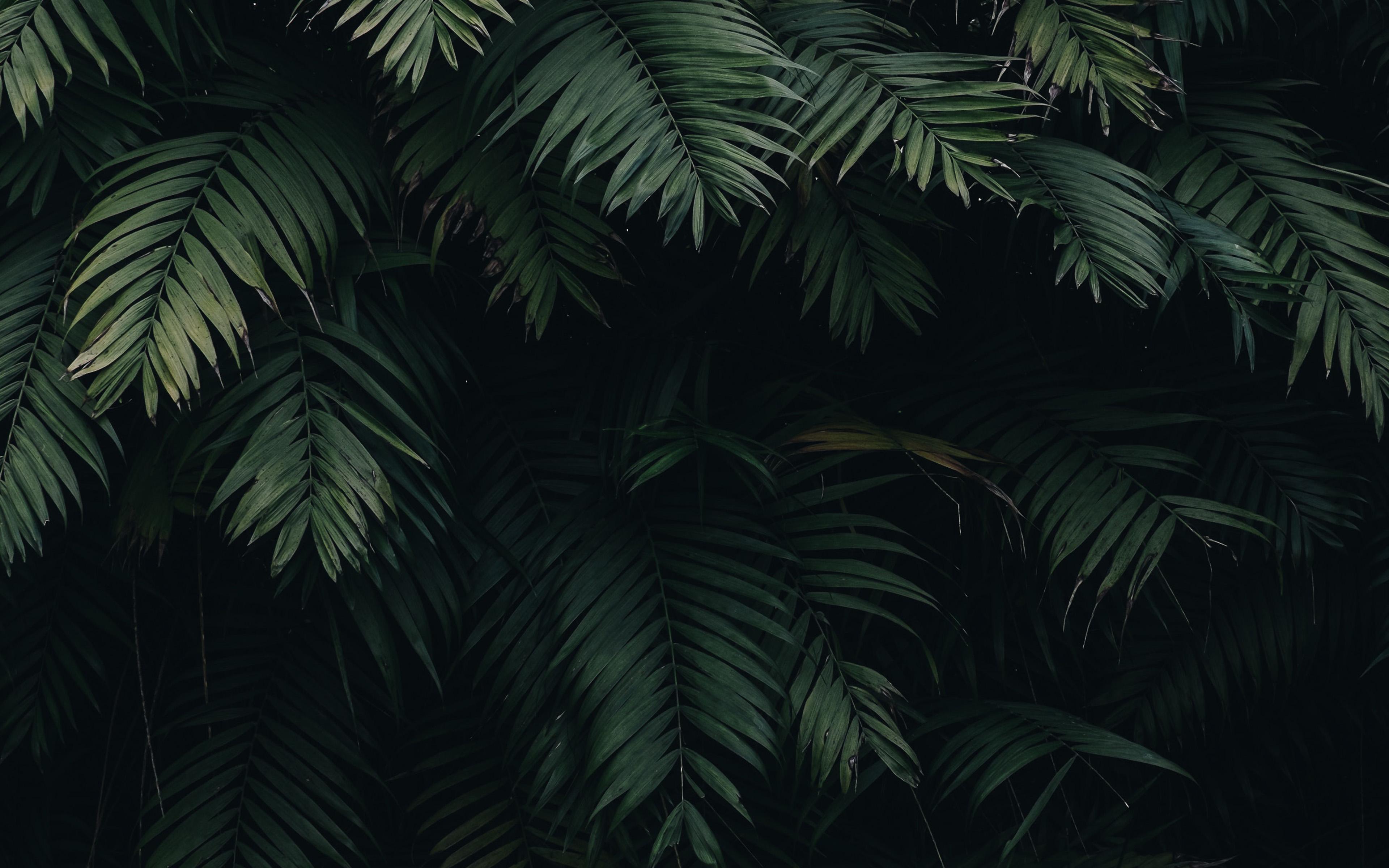3840x2400 Leaf Wallpaper
