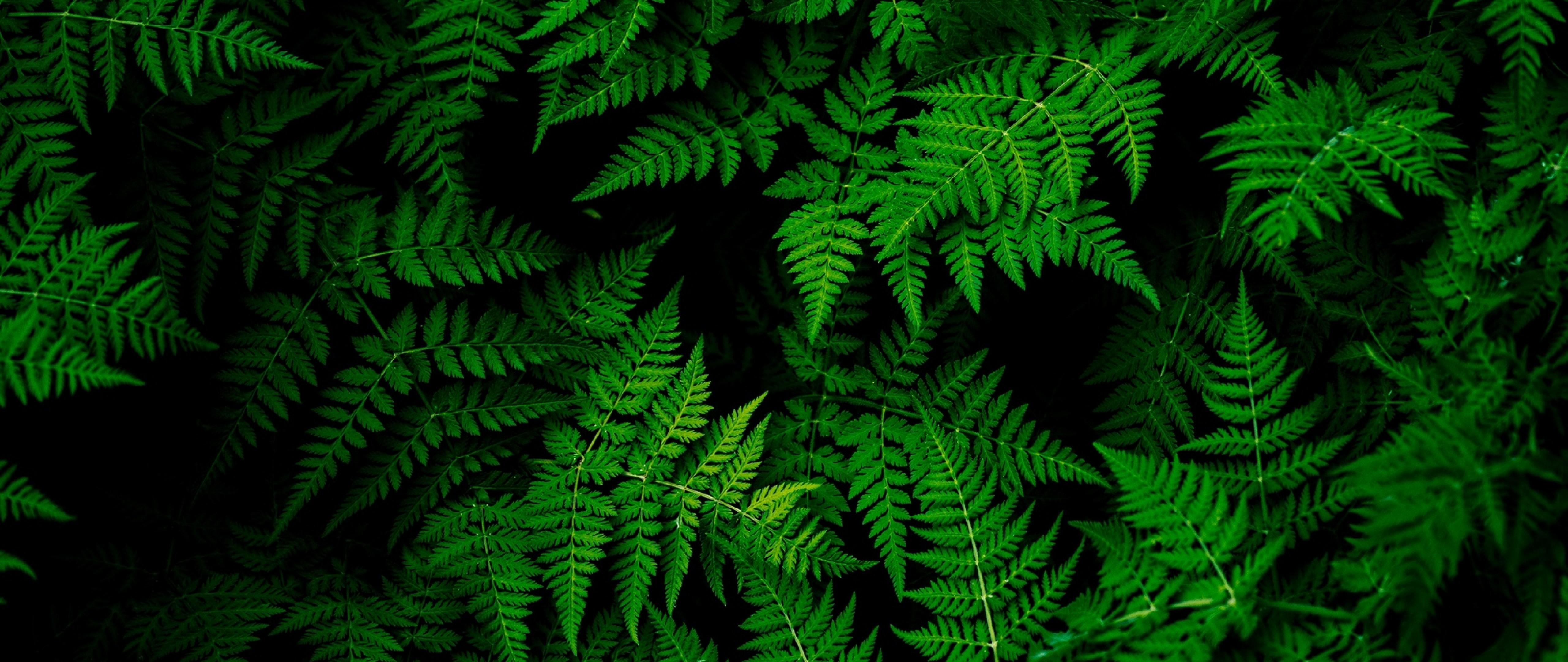 5120x2160 Green Wallpaper HD
