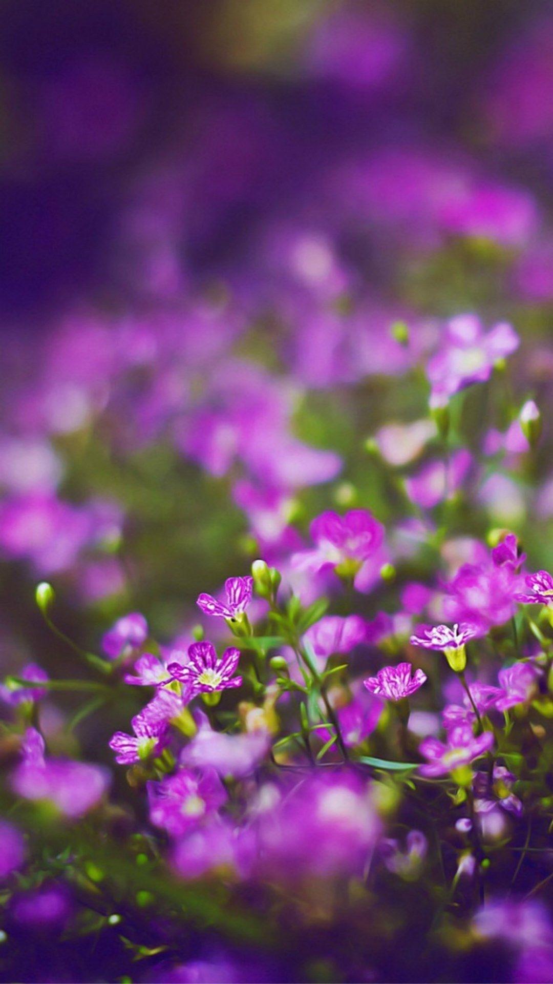 3D Purple Flower Wallpapers Top Free 3D Purple Flower Backgrounds