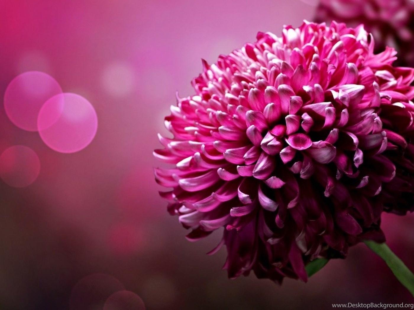1400x1050 3D Flower Wallpaper For Desktop Background