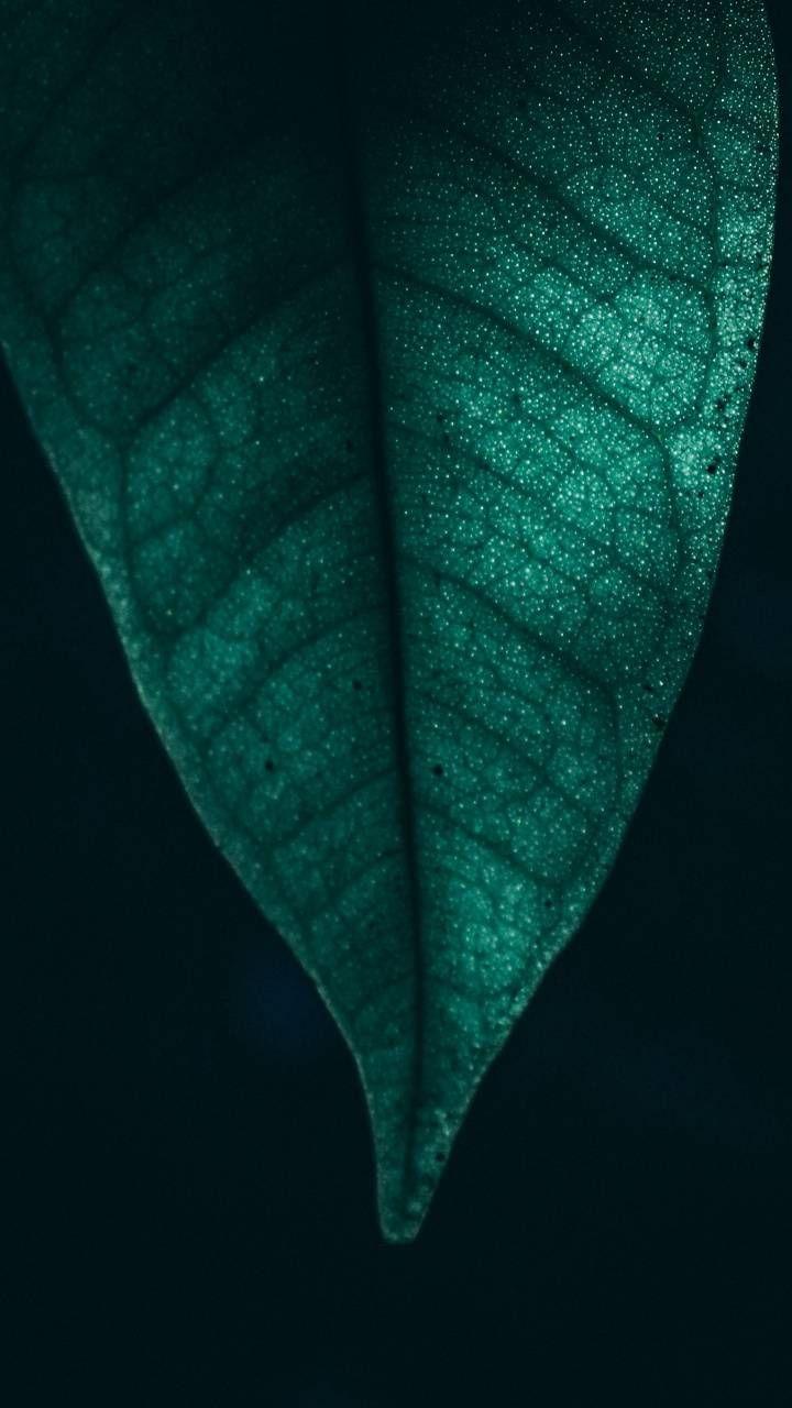720x1280 Download Green Leaf Wallpaper By P3TR1T Now. Browse Millions Of Popular Close Up k Background, Leaves Wallpaper Iphone, Android Wallpaper