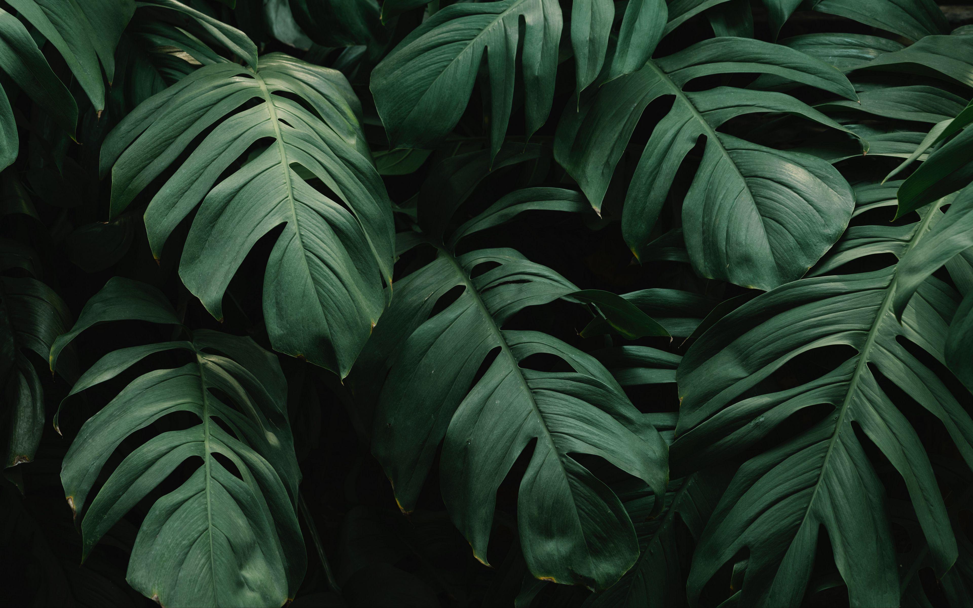 3840x2400 Download wallpaper 3840x2400 leaves, plant, green, dark, vegetation 4k ultra HD 16:10 HD background