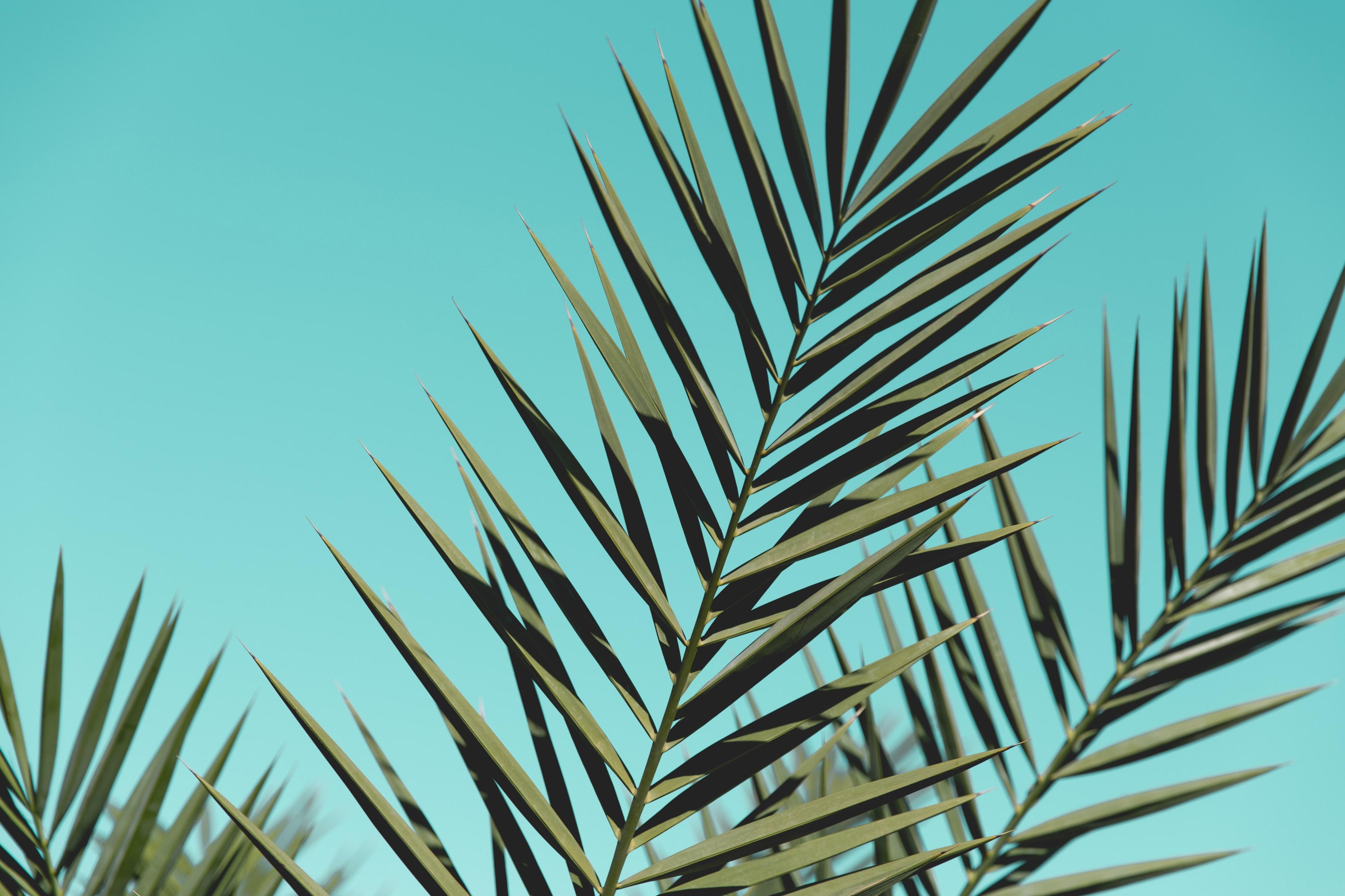 3840x2560 3840x2560 leaves 4k best computer wallpaper HD Wallpaper