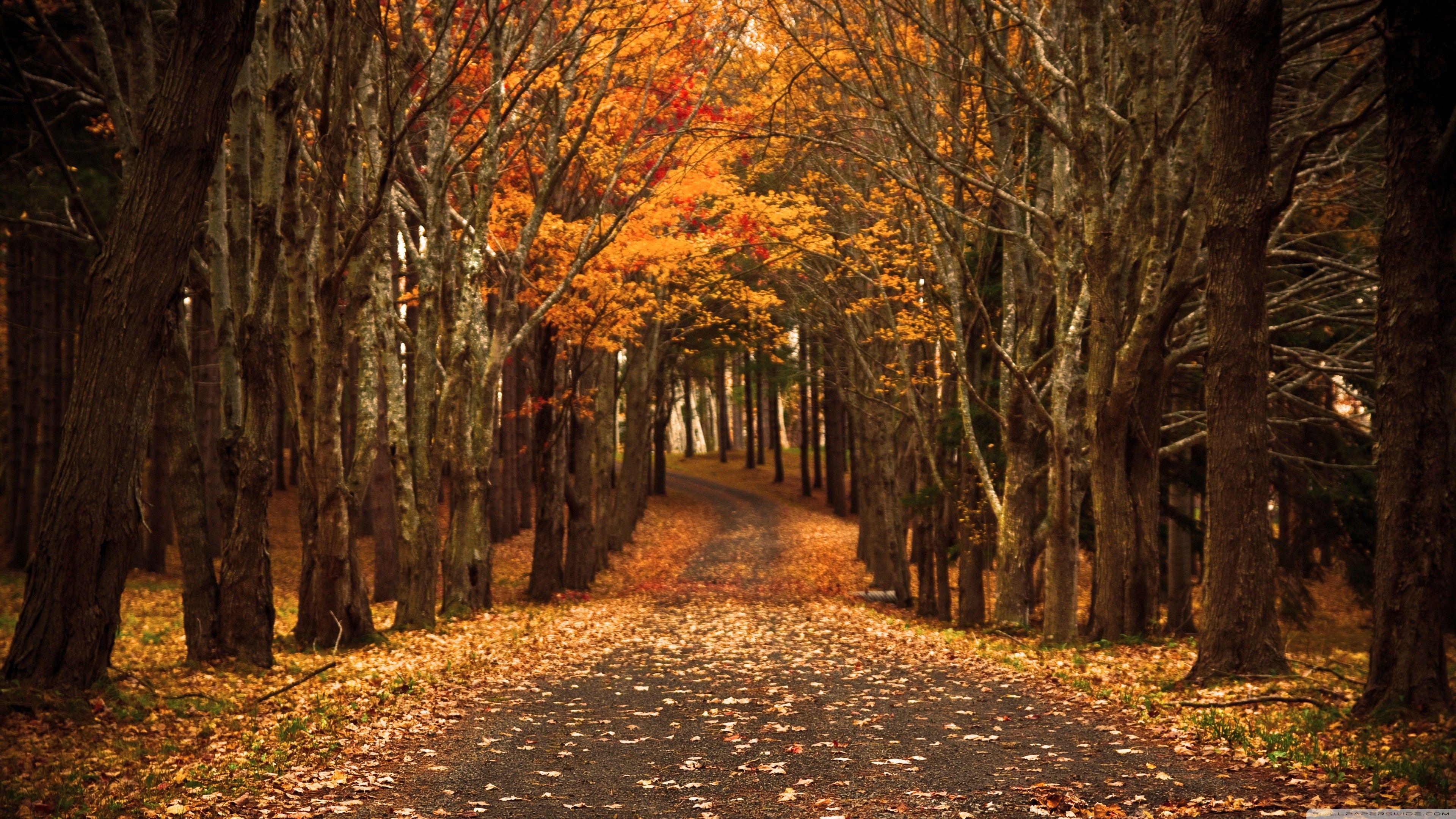 3840x2160 HD Autumn Wallpaper