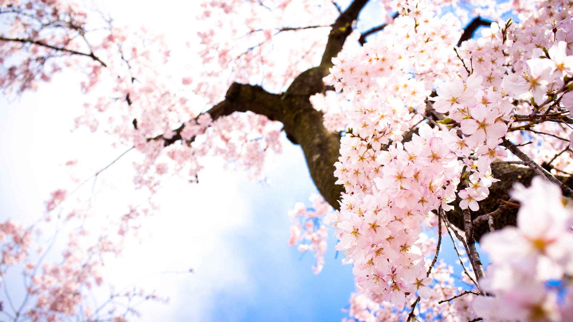 1920x1080 Wonderful HD Sakura Wallpaper