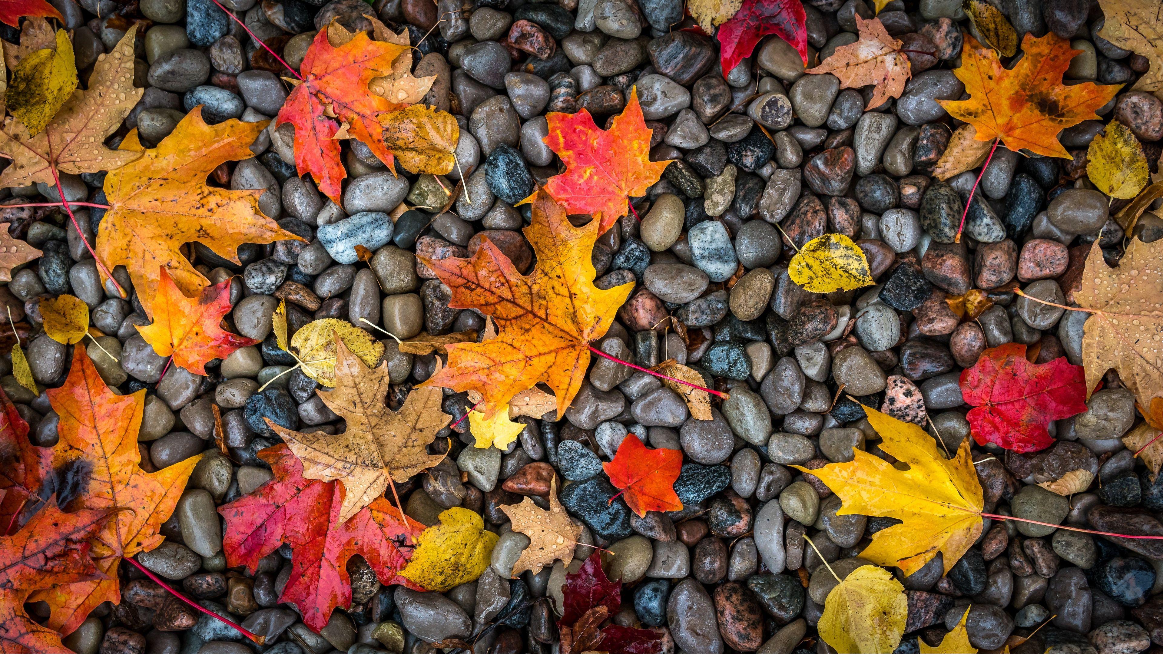 4K Autumn Wallpapers - Top Free 4K Autumn Backgrounds - WallpaperAccess