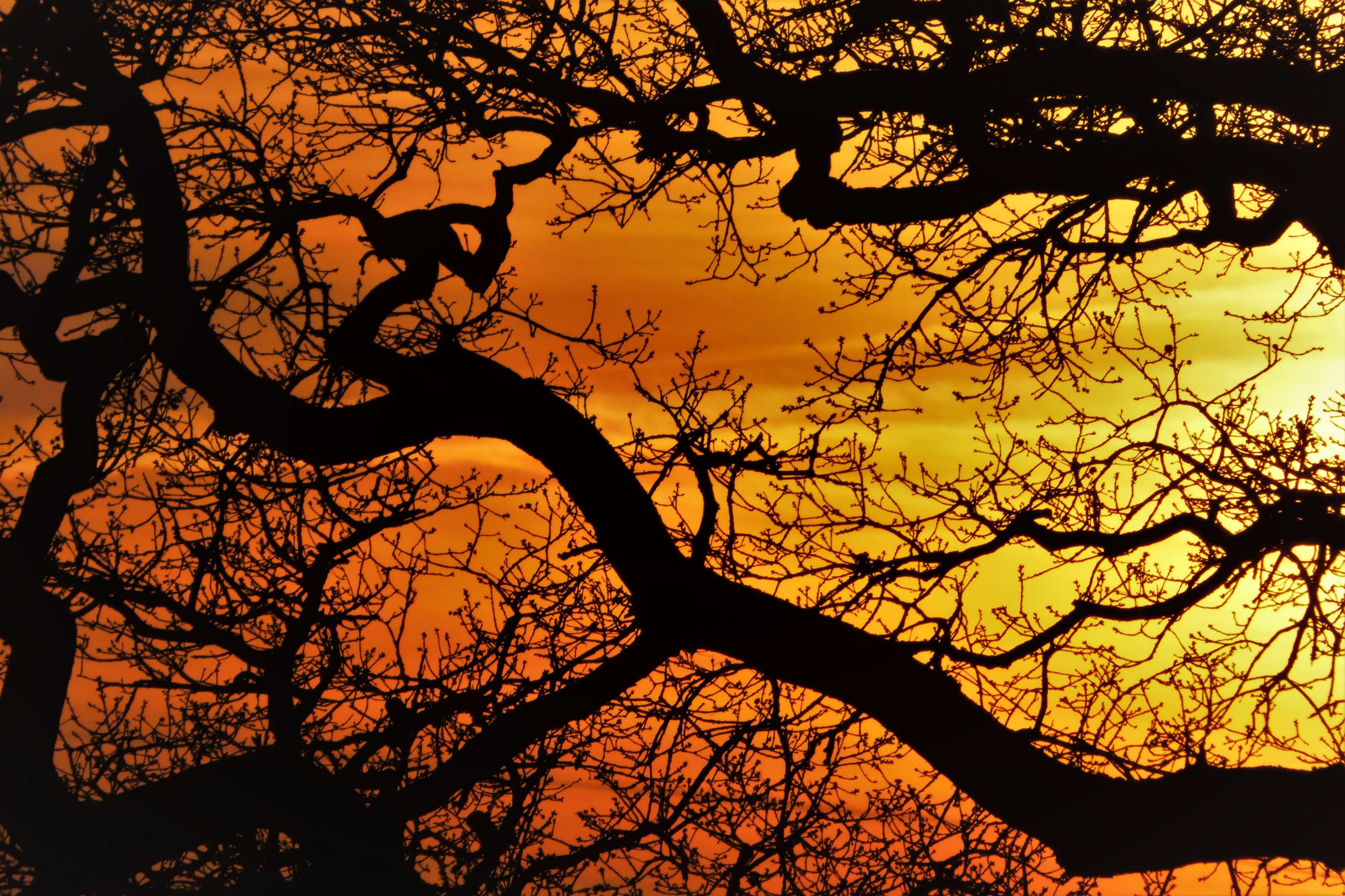 3840x2559 aesthetic, branch, branches, crown, devoured, gnarled, kahl, nature, sunset, tree, trees, tribe 4k wallpaper HD Wallpaper
