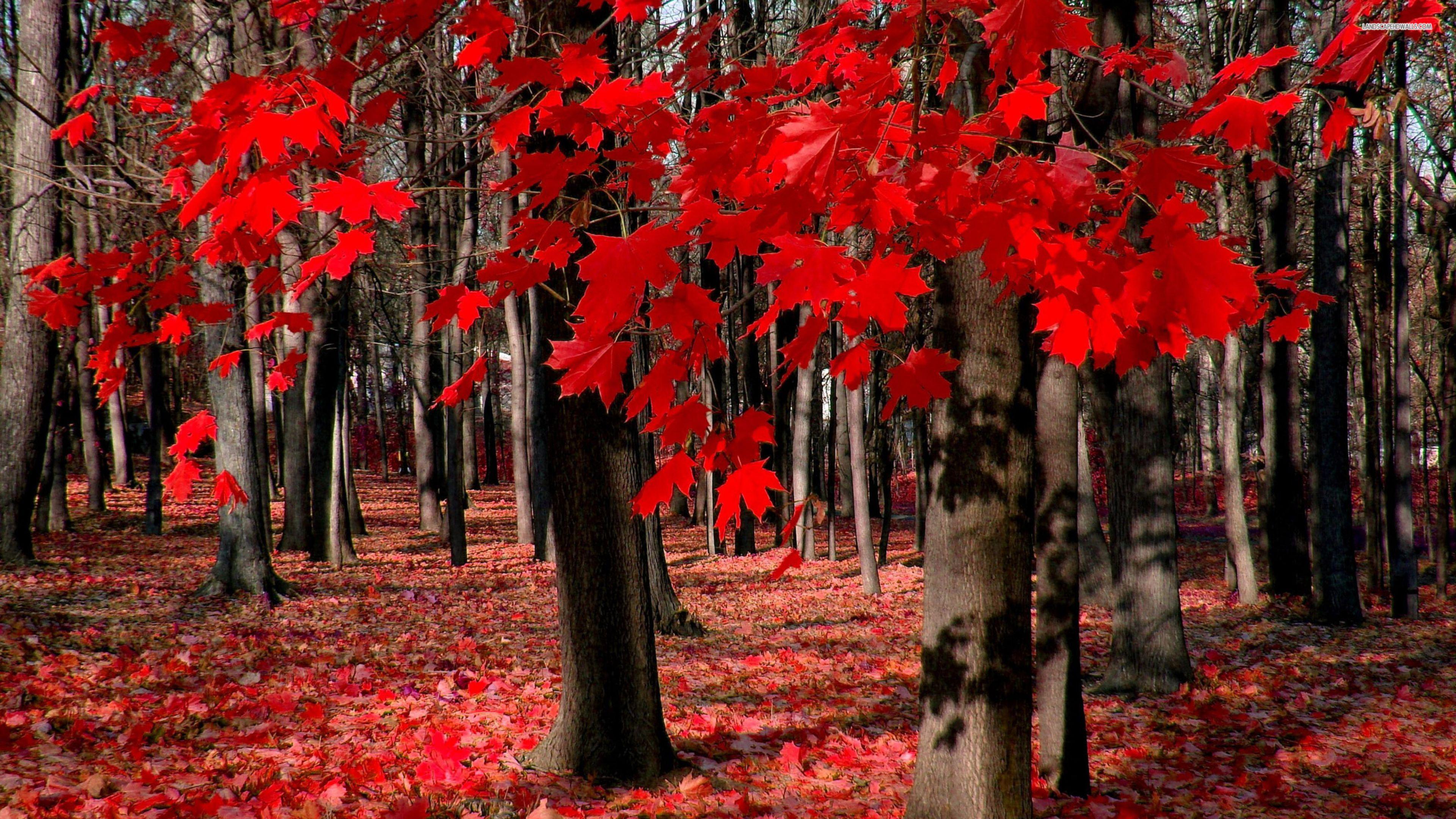3840x2160 Color Red 4K Fall Wallpaper. Free 4K Wallpaper 3840x2160 (1328.95 KB)